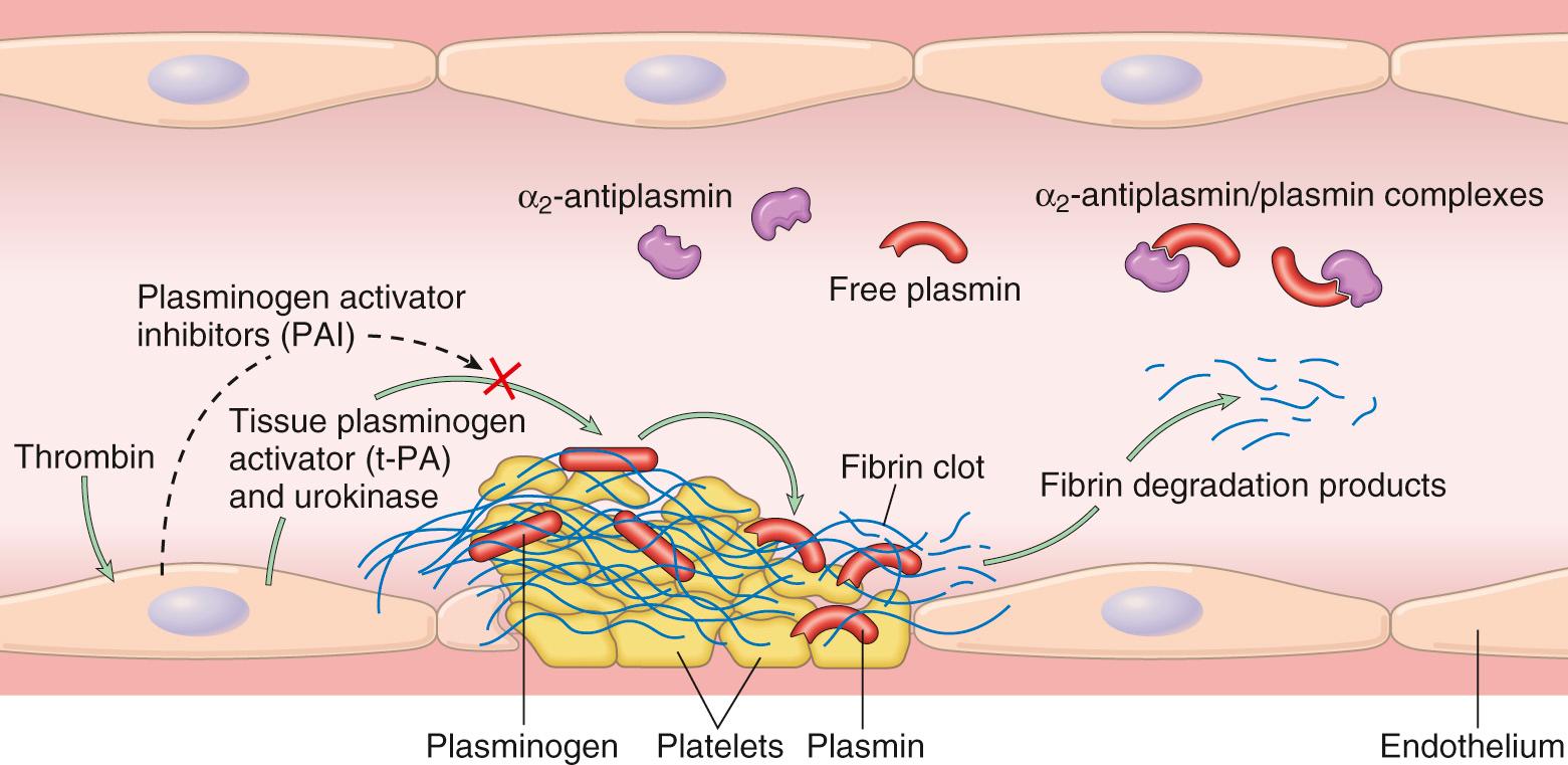 Figure 4.9, The fibrinolytic system, illustrating various plasminogen activators and inhibitors (see text).