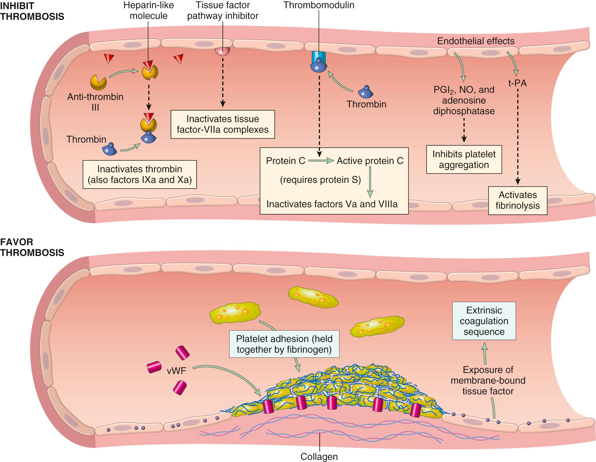 Figure 4.10, Anticoagulant activities of normal endothelium (top) and procoagulant properties of injured or activated endothelium (bottom). NO, Nitric oxide; PGI 2 , prostacyclin; t-PA, tissue plasminogen activator; vWF, von Willebrand factor. The thrombin receptor is one of the protease-activated receptors (PAR).