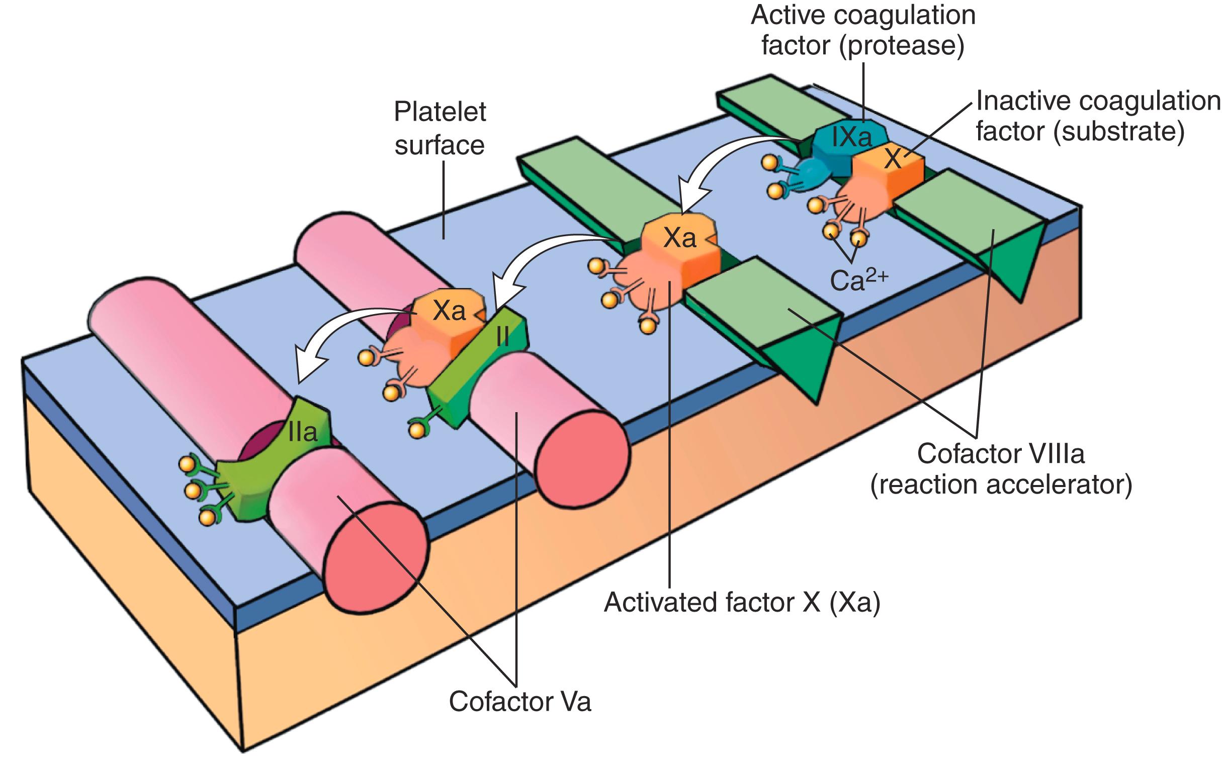 FIG. 3.8, Sequential activation of factor X and factor II (prothrombin) on platelet surfaces. The initial reaction complex consists of a protease (factor IXa), a substrate (factor X), and a reaction accelerator (factor VIIIa) assembled on a negatively charged platelet phospholipid surface. Calcium ions hold the assembled components together and are essential for the reaction. Activated factor Xa then becomes the protease component of the next complex in the cascade, converting prothrombin to thrombin (factor IIa) in the presence of a different cofactor, factor Va.