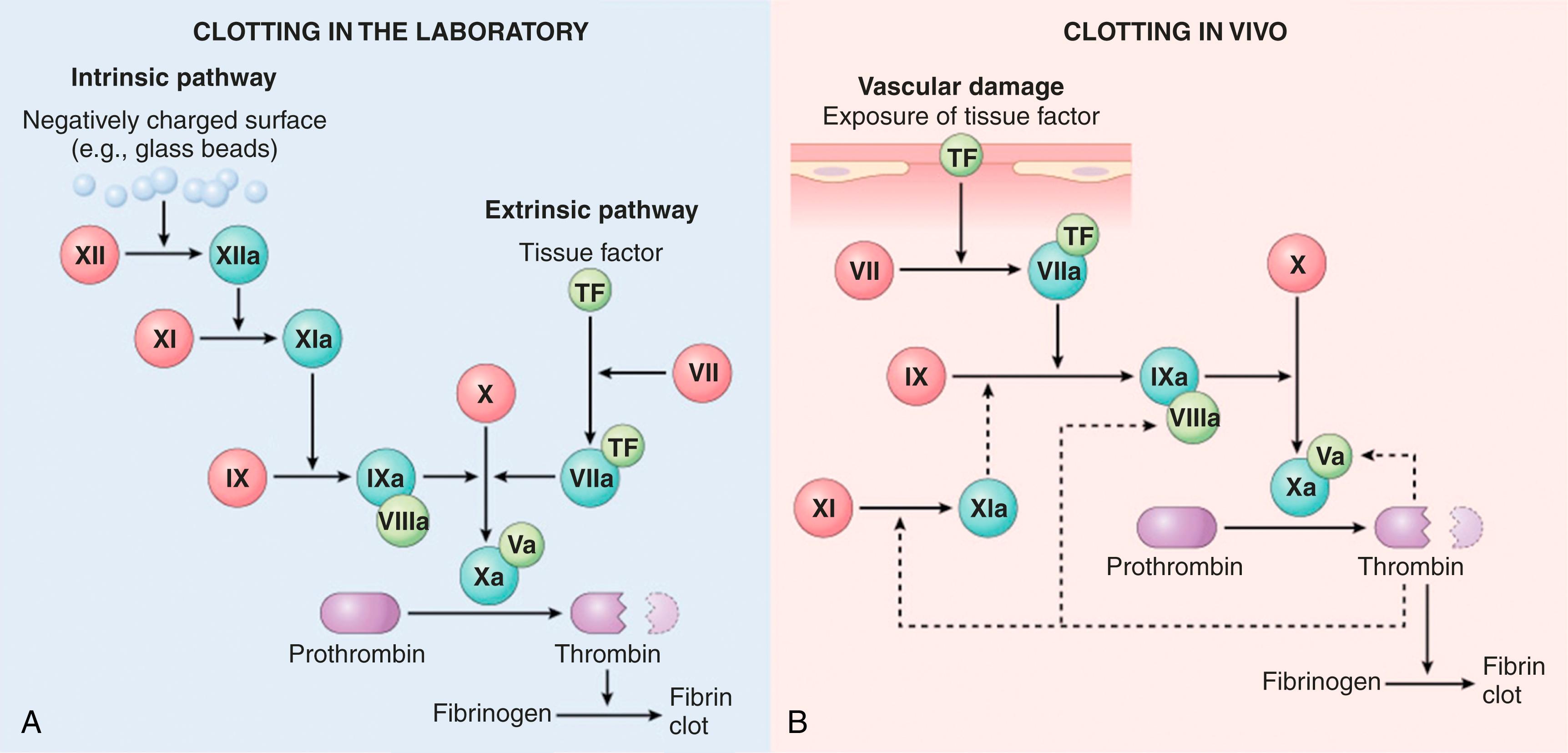 FIG. 3.7, The coagulation cascade in the laboratory and in vivo. (A) Clotting is initiated in the laboratory by adding phospholipids, calcium, and either a negatively charged substance such as glass beads (intrinsic pathway) or a source of tissue factor (extrinsic pathway). (B) In vivo, tissue factor is the major initiator of coagulation, which is amplified by feedback loops involving thrombin (dotted lines). The red polypeptides are inactive factors, the dark green polypeptides are active factors, and the light green polypeptides are cofactors. In addition to exposure through vascular damage, tissue factor may also be expressed on injured or inflamed intact endothelial cells.