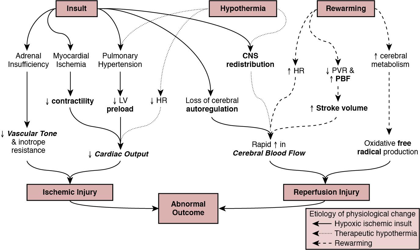 Fig. 22.1, The interrelationship between contributors to ischemia resulting from the initial insult, therapeutic hypothermia, and reperfusion injury on rewarming.