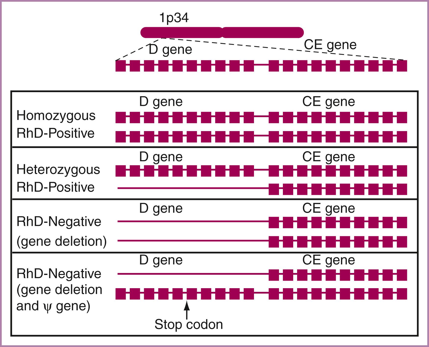 Figure 35.2, Schematic diagram of Rh gene locus on chromosome 1.