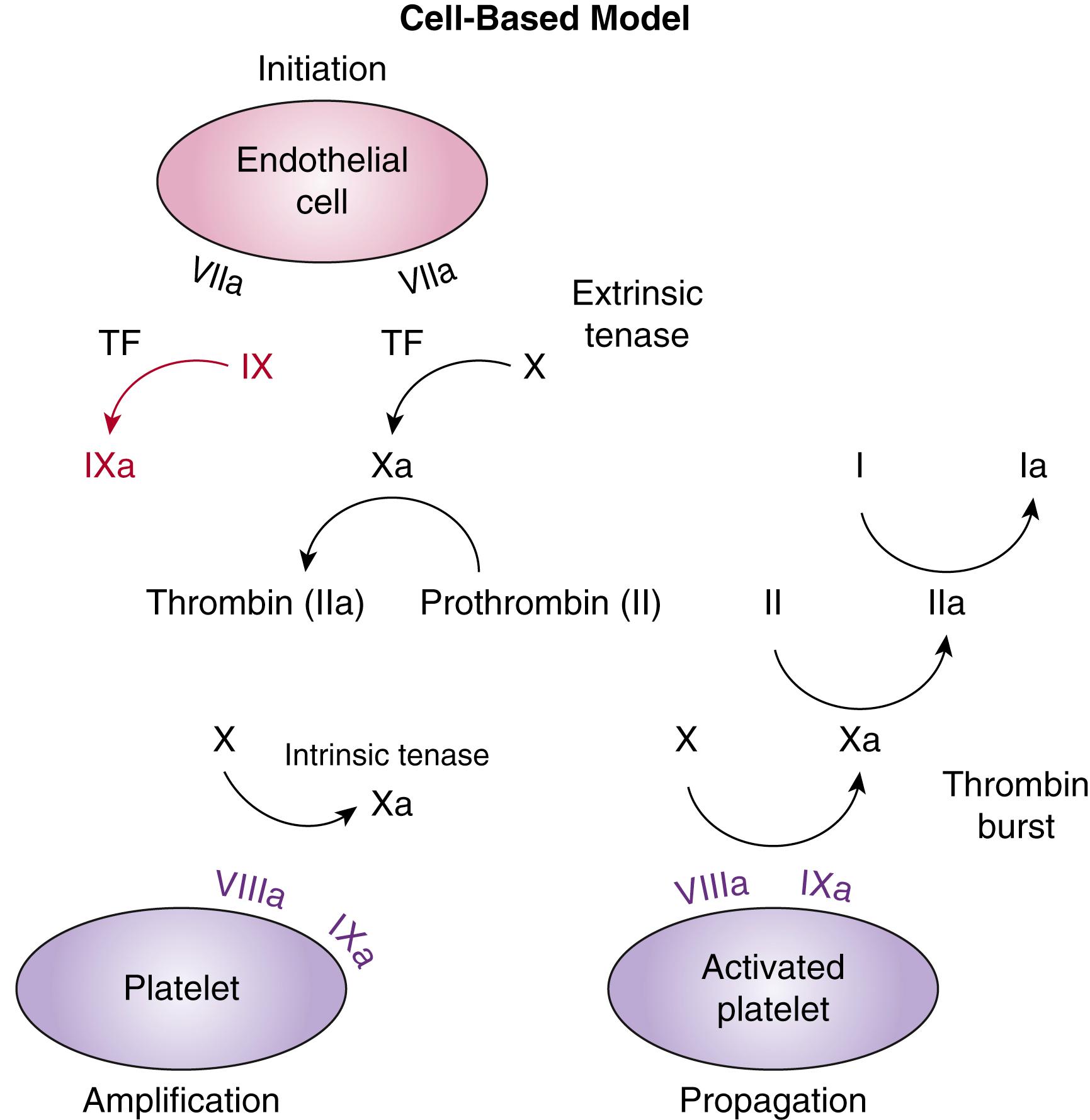 Fig. 18.2, The cell-based model of coagulation. Coagulation is primarily initiated through tissue factor and factor VII activation on endothelial cells that produces a small amount of thrombin. This thrombin initiates production of the tenase complex on the platelet surface to amplify thrombin generation. This ultimately leads to propagation of the clot on the activated platelet surface. TF, tissue factor.