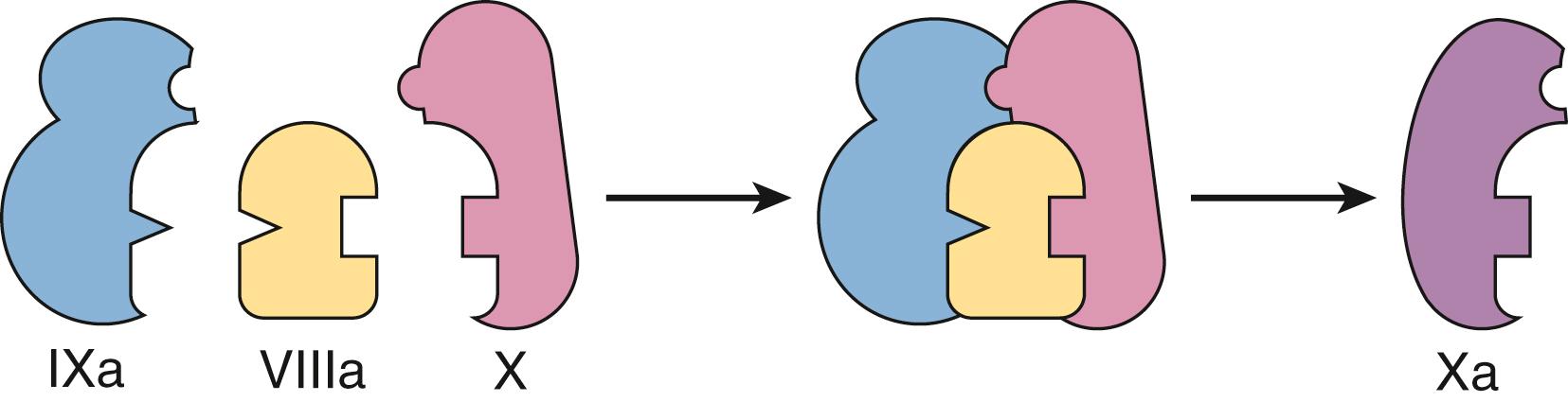 Fig. 18.3, Molecular function of factors VIII and IX. Activated factor VIII acts as a catalyst for activated factor IX and nonactivated factor X, bringing them into proximity so that the activated factor IX may activate factor X.