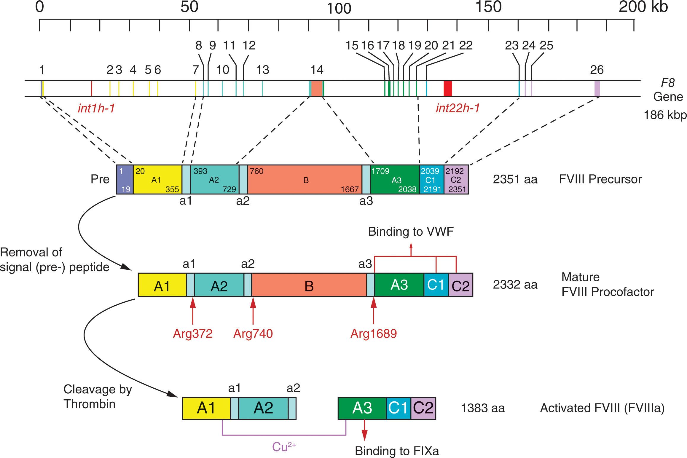 Figure 134.1, DERIVATION OF ACTIVATED FACTOR VIII FROM THE F8 GENE.