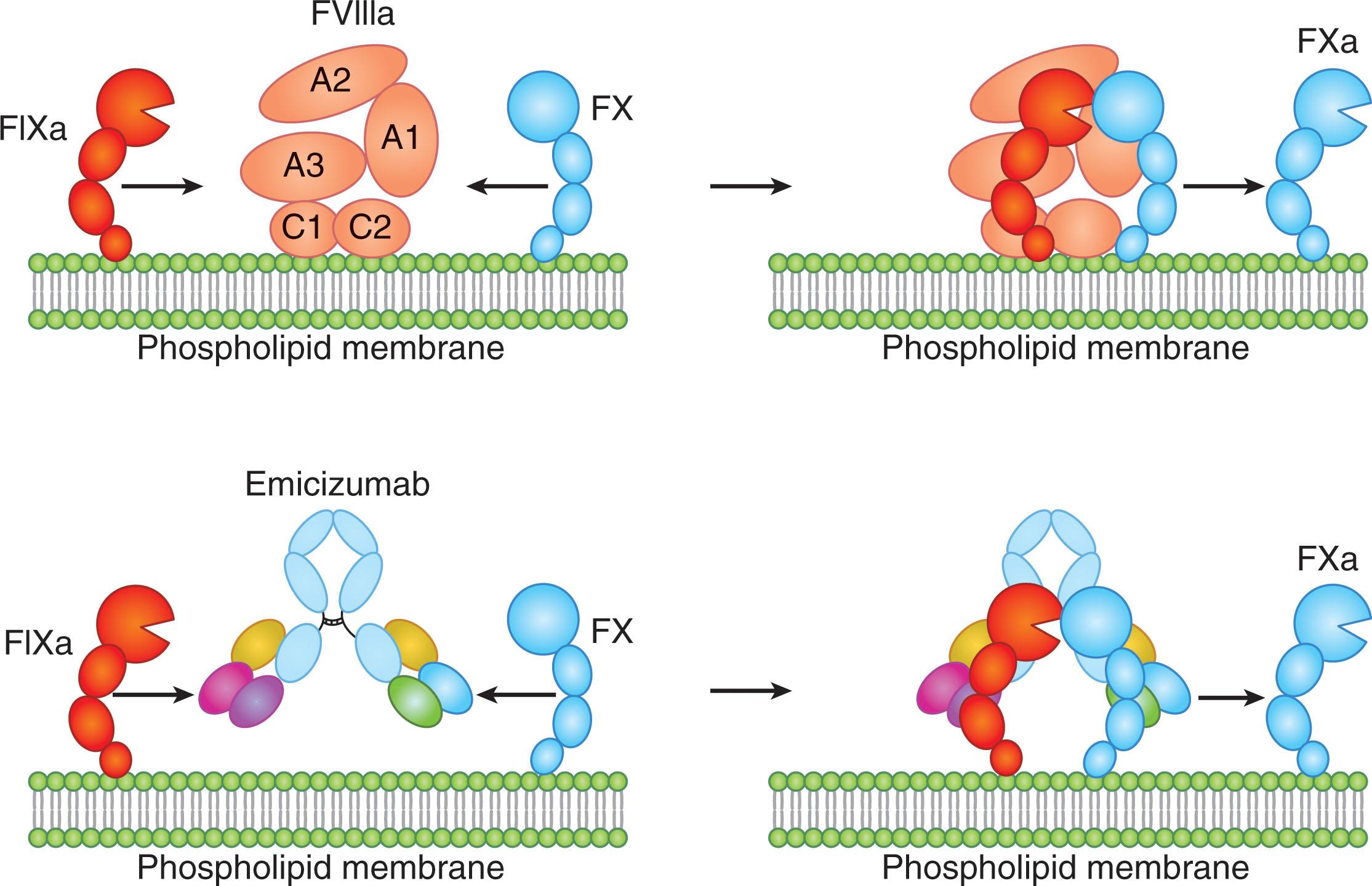 Figure 134.3, MECHANISM OF ACTION OF EMICIZUMAB.