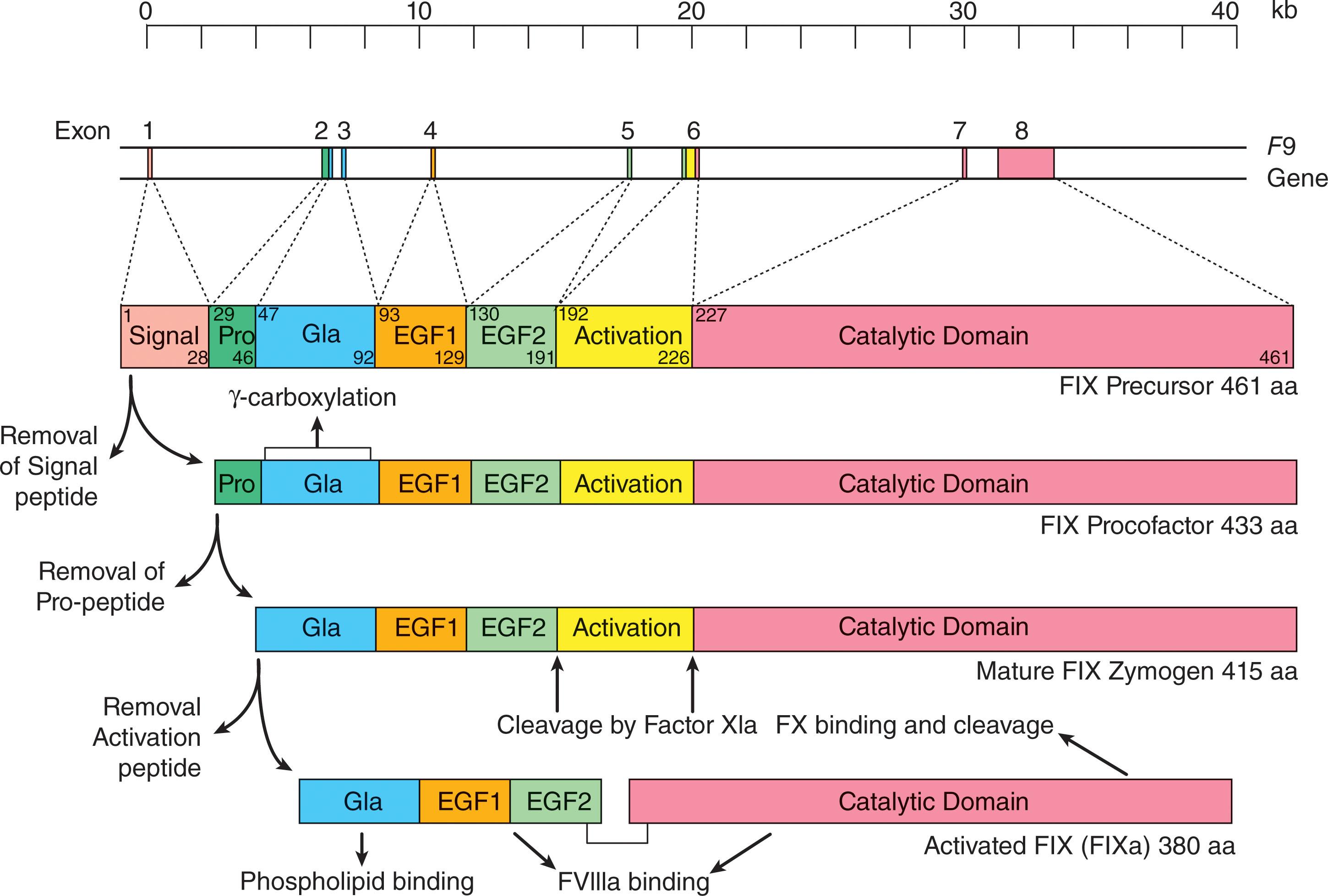 Figure 134.5, DERIVATION OF ACTIVATED FIX FROM THE F9 GENE.