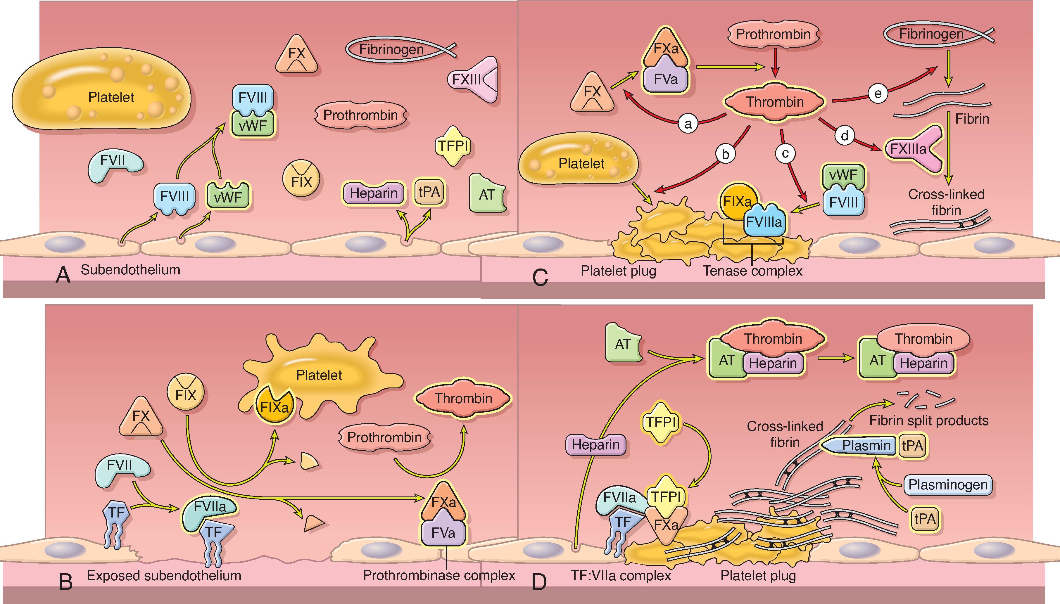 Fig. 23.1, Normal Hemostasis. (A) Normal endothelium. Procoagulants (factors [F] VII, VIII, IX, X, XIII, prothrombin), fibrinogen, and platelets circulate in their inactive forms. Anticoagulants (tissue factor pathway inhibitor [TFPI], heparin, and tissue plasminogen activator [tPA]) actively prevent endothelial spontaneous thrombus formation. (B) Vascular injury, initial phase. Subendothelial tissue factor (TF) exposed to circulating FVII forms a TF:VII complex. TF:VII activates FIX and FX. FIXa binds to platelets. FXa activates FV (FVa) to form prothrombinase complex, which converts localized, small amounts of prothrombin to thrombin. (C) Vascular injury, role of thrombin. Thrombin (a) activates FX and FV to form prothrombinase complexes that generate the secondary thrombin burst, (b) activates platelets, (c) separates FVIII from von Willebrand factor (vWF) and activates FVIII, (d) converts fibrinogen to fibrin, (e) activates factor XI, and (f) activates FXIII, the stabilizer of crosslinked fibrin. A stable clot is formed. (D) Control of coagulation and fibrin clot dissolution. Antithrombin (AT) binds heparin and potently inhibits thrombin activity. TFPI binds to FXa to inhibit the TF:VIIa complex. Plasminogen is activated to plasmin by tPA and cleaves fibrin into soluble fibrin split products.