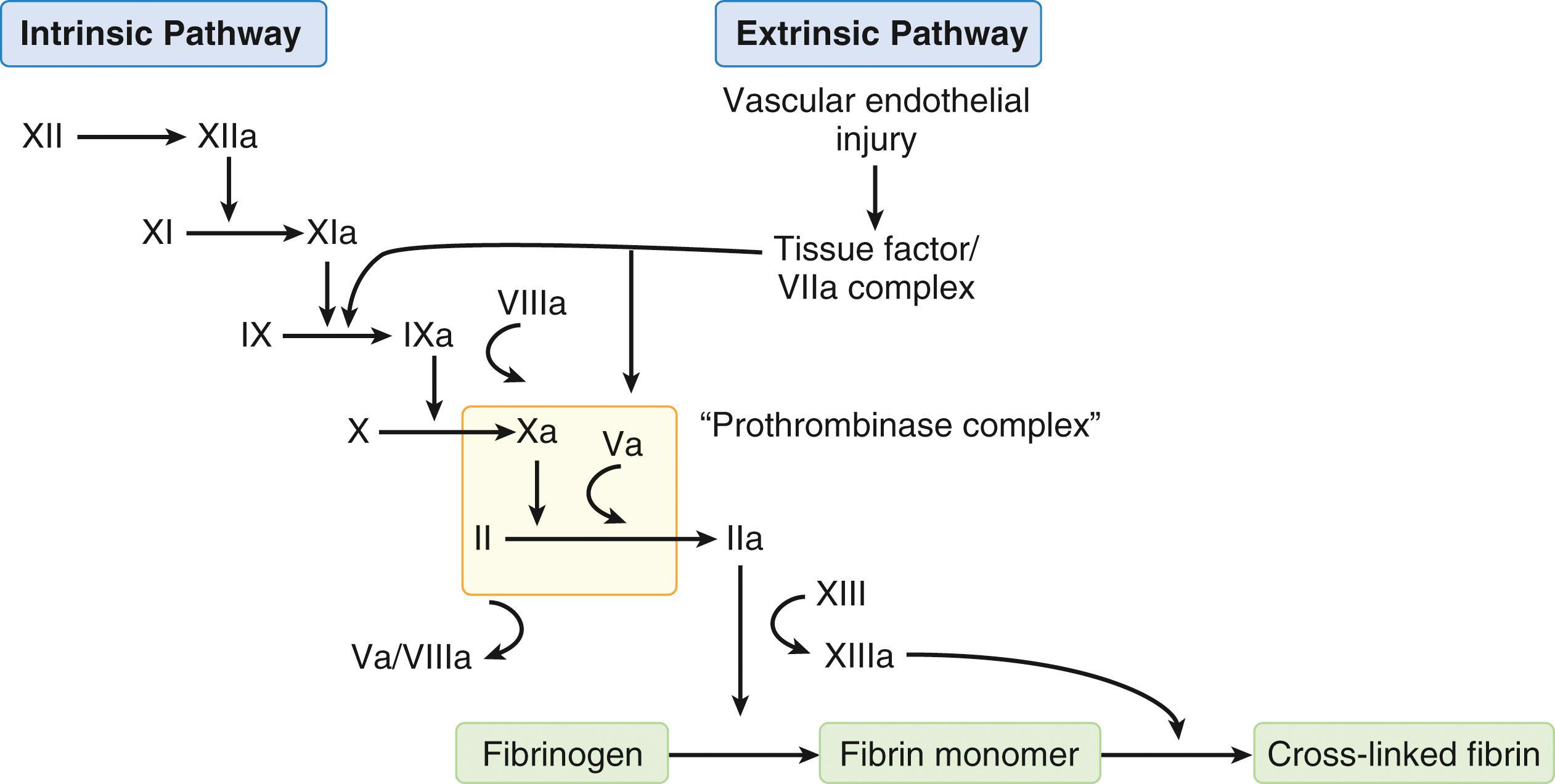 Fig. 23.2, Classic Coagulation Cascade. The coagulation cascade has been depicted as extrinsic (initiated by vascular injury) and intrinsic (because of contact activation) pathways, both of which culminate in a common pathway of thrombin (factor II) activation, which then converts fibrinogen to fibrin. The extrinsic pathway begins with exposure of blood plasma to tissue factor (TF) after injury to the vascular wall. The TF/factor VIIa complex activates factor IX of the intrinsic pathway, binds to factor VIIIa, and forms intrinsic tenase, which activates factor X. The intrinsic pathway then subsequently amplifies and propagates the hemostatic response to increase overall thrombin generation.