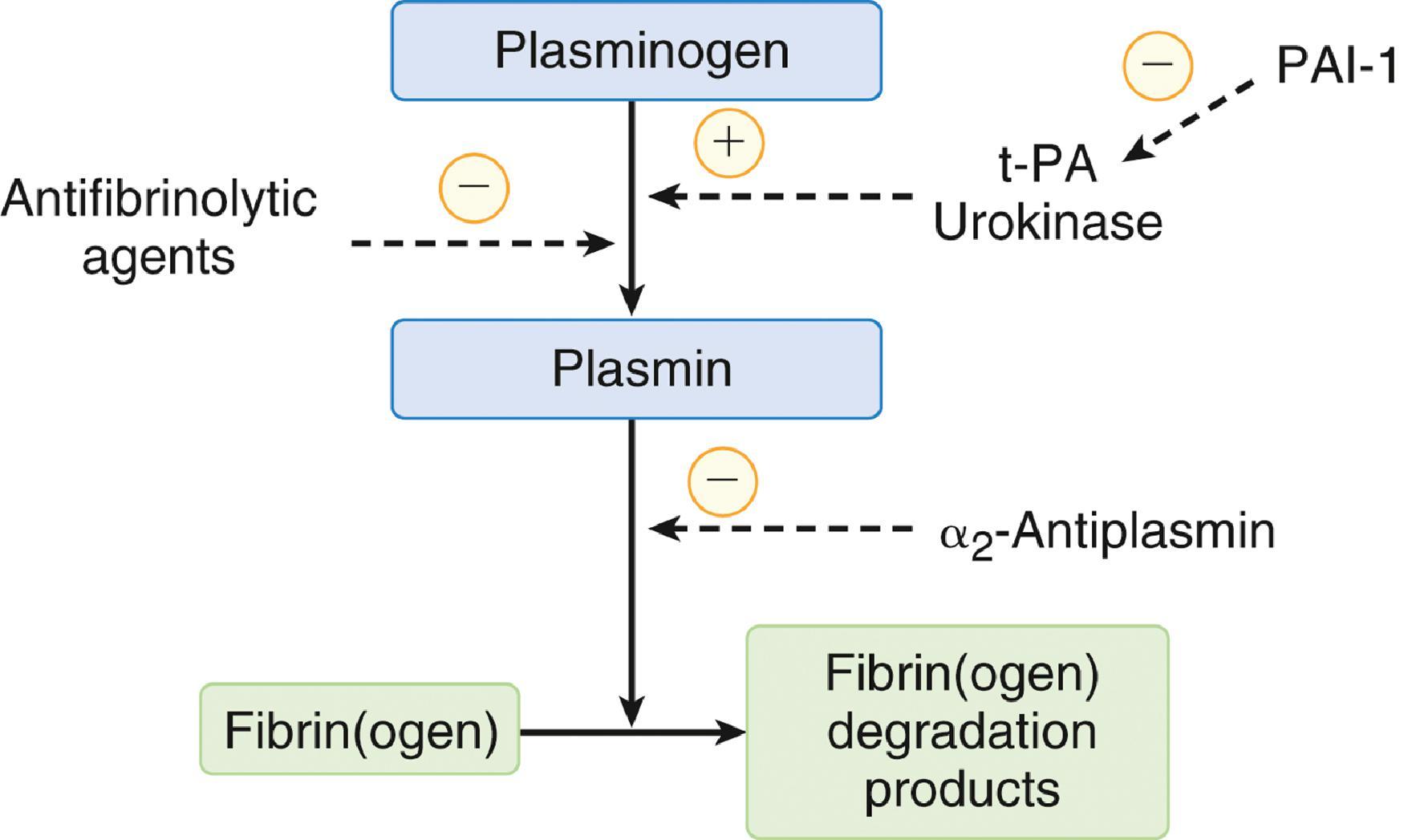 Fig. 23.3, The Fibrinolytic System. A series of amplifying reactions that ultimately convert plasminogen to plasmin, which degrades fibrin and fibrinogen. 3 Tissue plasminogen activator (tPA) and urokinase are principal activators of plasmin in vivo, and their function is reduced plasmin-activator inhibitor-1 (PAI-1) , while α 2 -antiplasmin directly inactivates circulating plasmin.