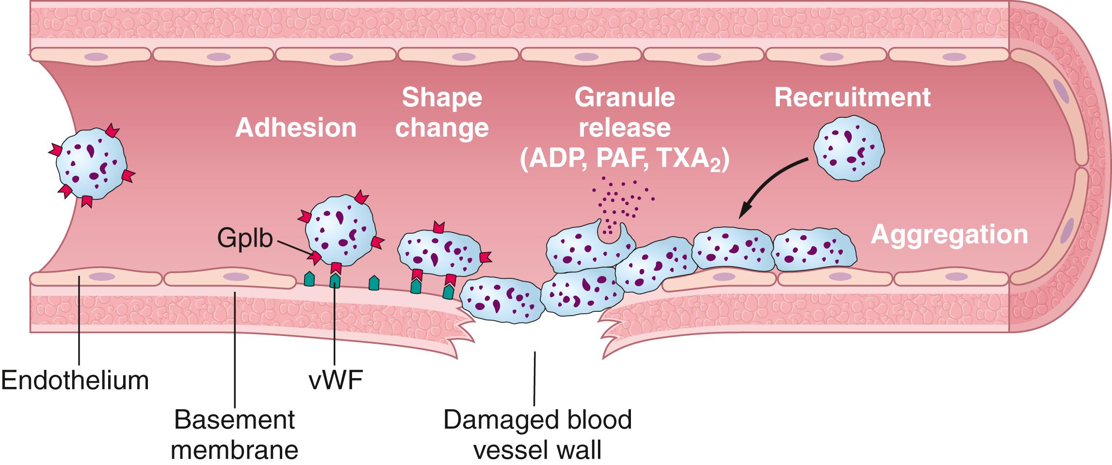 Figure 37-1, Formation of a platelet plug in a severed blood vessel. Endothelial injury and exposure of the vascular extracellular matrix facilitates platelet adhesions and activation, which changes their shape and causes release of adenosine diphosphate (ADP), thromboxane A 2 (T X A 2 ), and platelet-activating factor (PAF). These platelet-secreted factors recruit additional platelets (aggregation) to form a hemostatic plug. Von Willebrand factor (vWF) serves as an adhesion bridge between subendothelial collagen and the glycoprotein Ib (GpIb) platelet receptor.