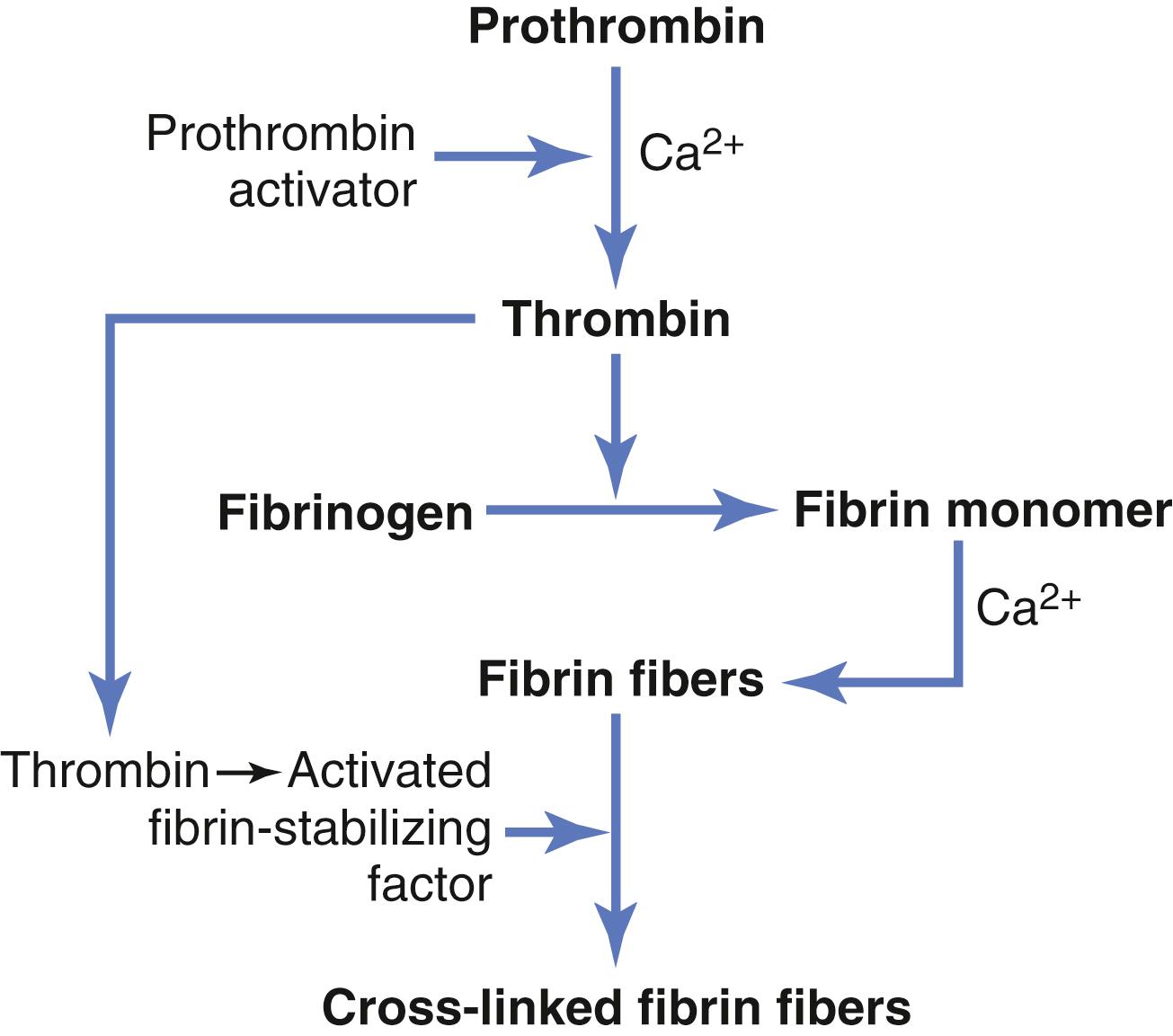 Figure 37-3, Schema for conversion of prothrombin to thrombin and polymerization of fibrinogen to form fibrin fibers.