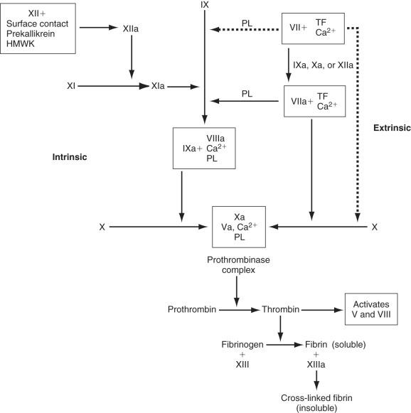 FIG 6.1, The Intrinsic and Extrinsic Pathways of Coagulation.