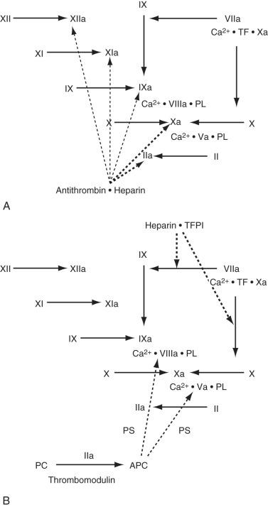 FIG 6.2, Sites of Activity for Natural Anticoagulants.