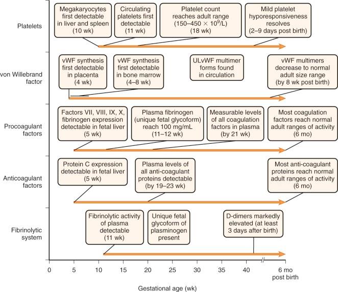 Figure 5-1, Development of the hemostasis system in human embryos and newborns. Reported detection or other key developmental changes that occur in the different components of the hemostatic system during gestation and the first 6 months of postnatal life are presented in this schematic timeline. ULVWF , ultralarge von Willebrand factor multimers.