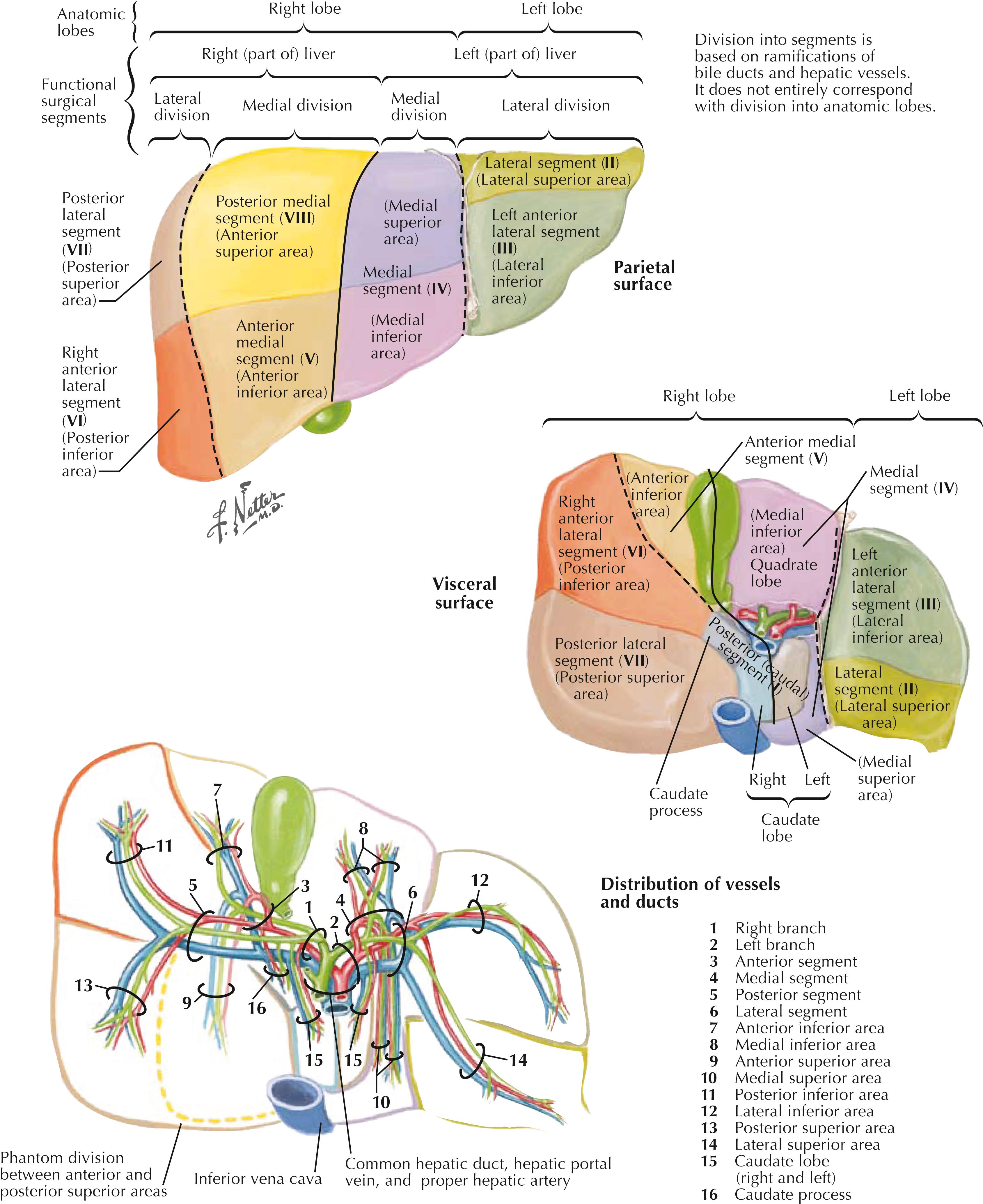 FIGURE 14.1, Liver segments and lobes: vessels and duct distribution.