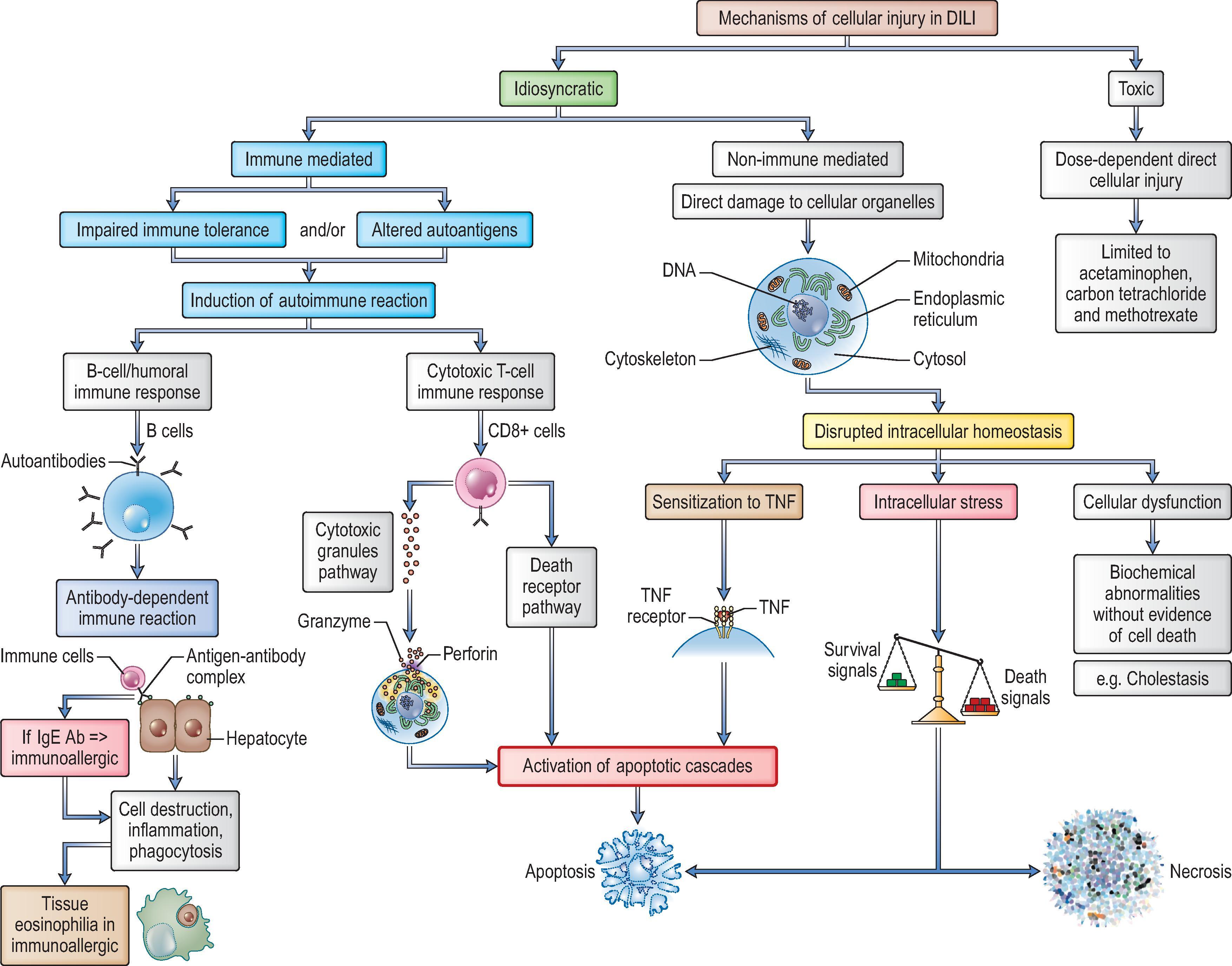 Figure 12.1, Mechanism of cellular injury in DILI. DILI , Drug-induced liver injury; IgE , immunoglobulin E; TNF , tumour necrosis factor. Reprinted with kind permission from Springer Sciences+Book Media. Bleibel W, Kim S, D’Silva K, Lemmer ER. Drug-induced liver injury: review article. Dig Dis Sci. 2007;52:2065, Fig. 1.