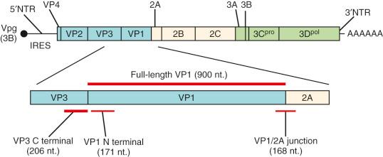 Fig. 35-1, Hepatitis A virus genome regions used for genetic analysis and molecular epidemiology studies of hepatitis A virus.