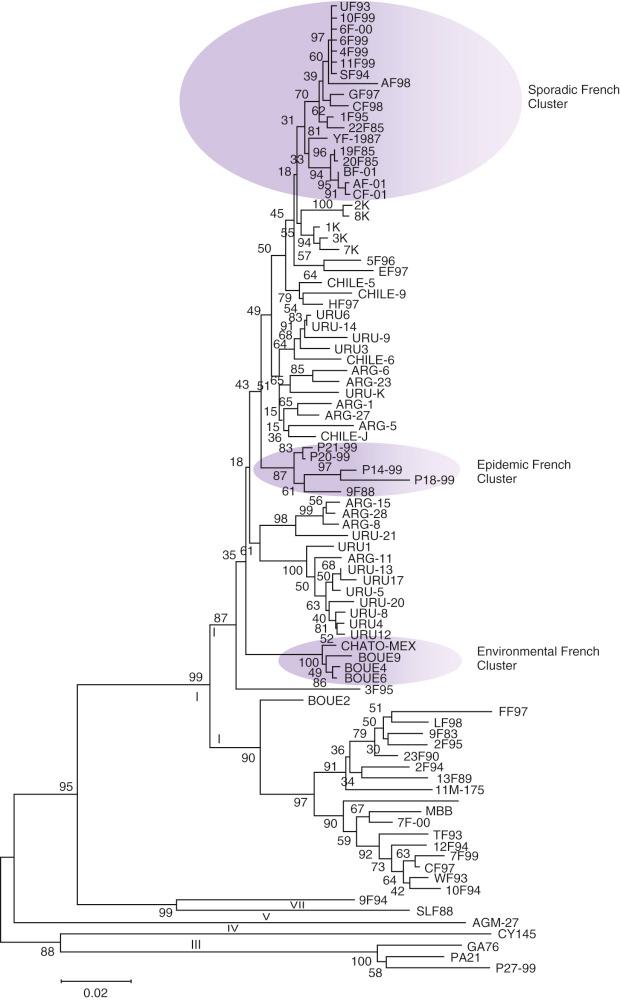 Fig. 35-2, Phylogenetic analysis of the complete VP1 region.