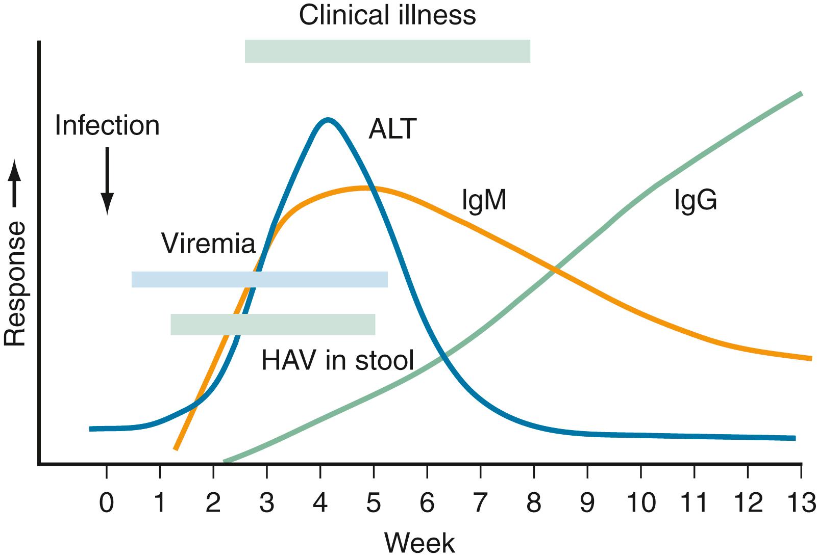 FIGURE 237.4, Typical serologic profile of hepatitis A virus (HAV) infection. AST, serum aspartate aminotransferase level; ALT, serum alanine aminotransferase level; Ig, immunoglobulin.