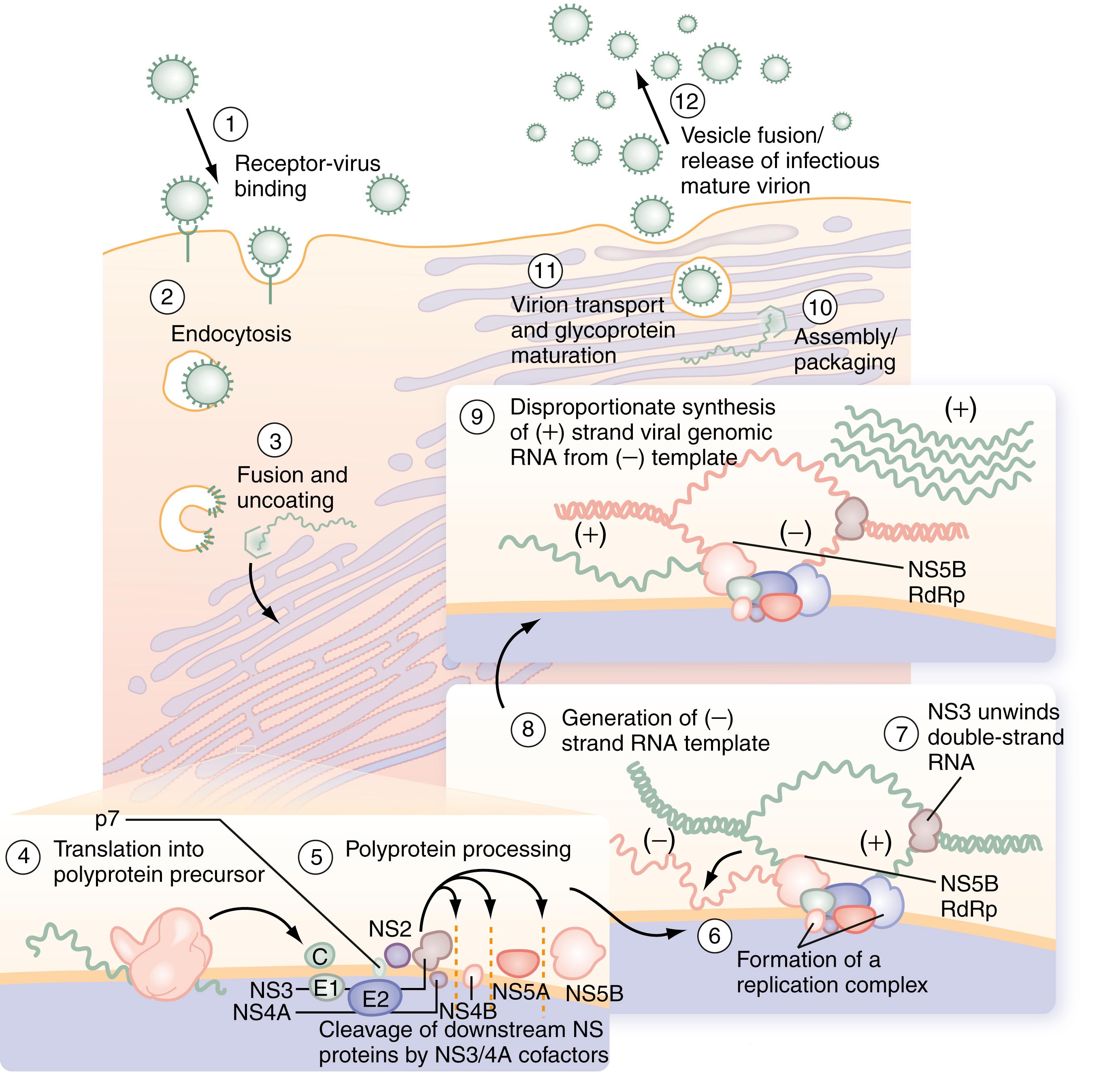 Fig. 80.1, Putative life cycle of HCV. (See text for details and Fig. 80.2 for functions of the HCV proteins.) C , core; E , envelope; NS , nonstructural; RdRp , RNA-dependent RNA polymerase.