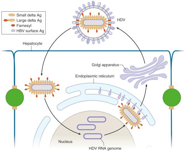 Fig. 34-3, Hepatitis delta virus (HDV) entering the hepatocyte and its replication cycle. HDV gains access to the hepatocyte, presumably using the same receptor as hepatitis B virus (HBV). Following uncoating, the HDV genome enters the nucleus, where genome replication occurs entirely through RNA intermediates (i.e., no DNA intermediates or integration events). Newly replicated progeny genomes associate with small and large delta antigen. Farnesylation of the large delta antigen mediates interaction and assembly with HBV surface antigen at the level of the endoplasmic reticulum. The nascent virion buds into the endoplasmic reticulum and exits the cell via the secretory pathway.