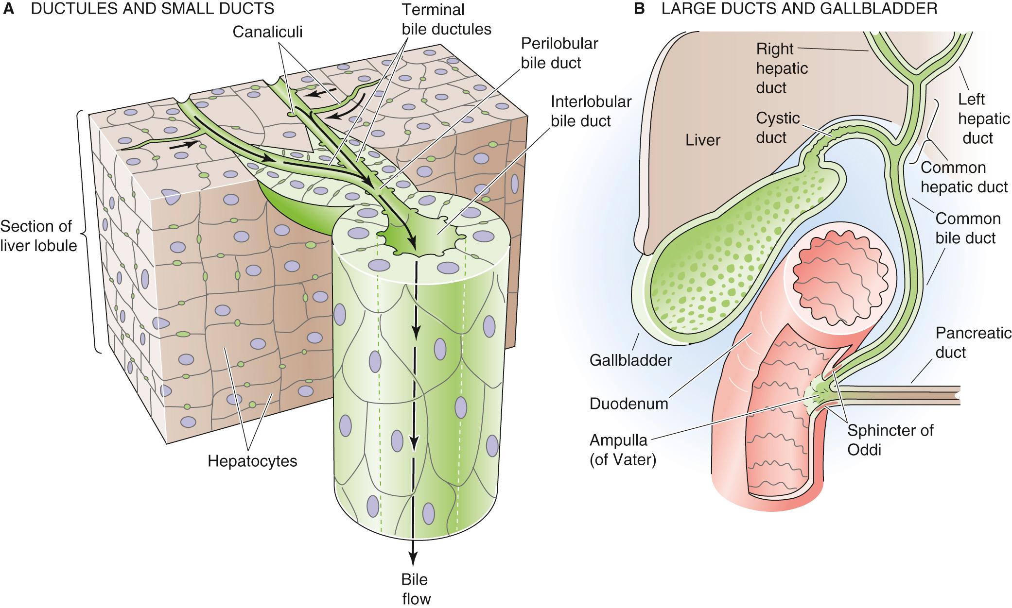 Figure 46-4, Structure of the biliary tree. A, The bile canaliculi, which are formed by the apical membranes of adjacent hepatocytes, eventually merge with terminal bile ductules (canals of Hering). The ductules eventually merge into perilobular ducts, and then interlobular ducts. B, The interlobular ducts merge into septal ducts and lobar ducts (not shown), and eventually the right and left hepatic ducts, which combine as the common hepatic duct. The confluence of the common hepatic duct and the cystic duct gives rise to the common bile duct. The common bile duct may merge with the pancreatic duct and form the ampulla of Vater before entering the duodenum, as shown in the figure, or have a completely independent lumen. In either case, there is a common sphincter—the sphincter of Oddi—that simultaneously regulates flow out of the common bile duct and the pancreatic duct.