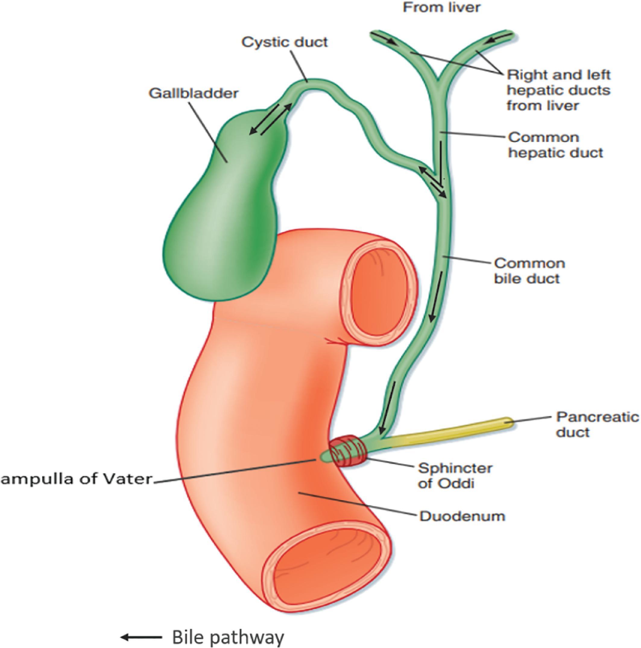 Fig. 35.1, Bile pathway. 18