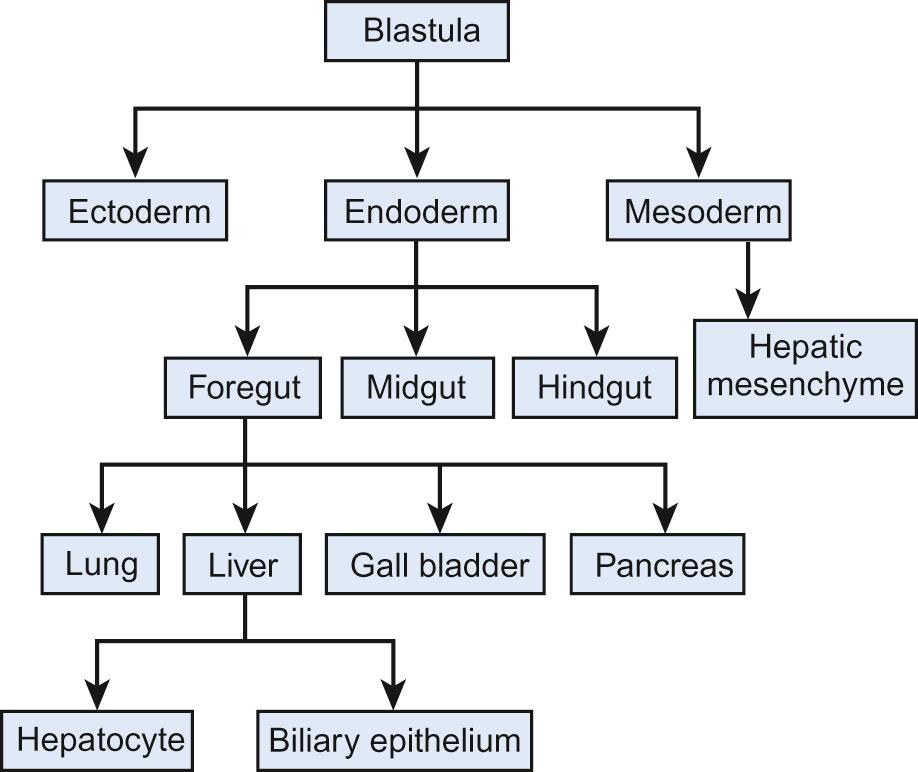 Fig. 21.1, Schematic depiction of embryological hepatic development.