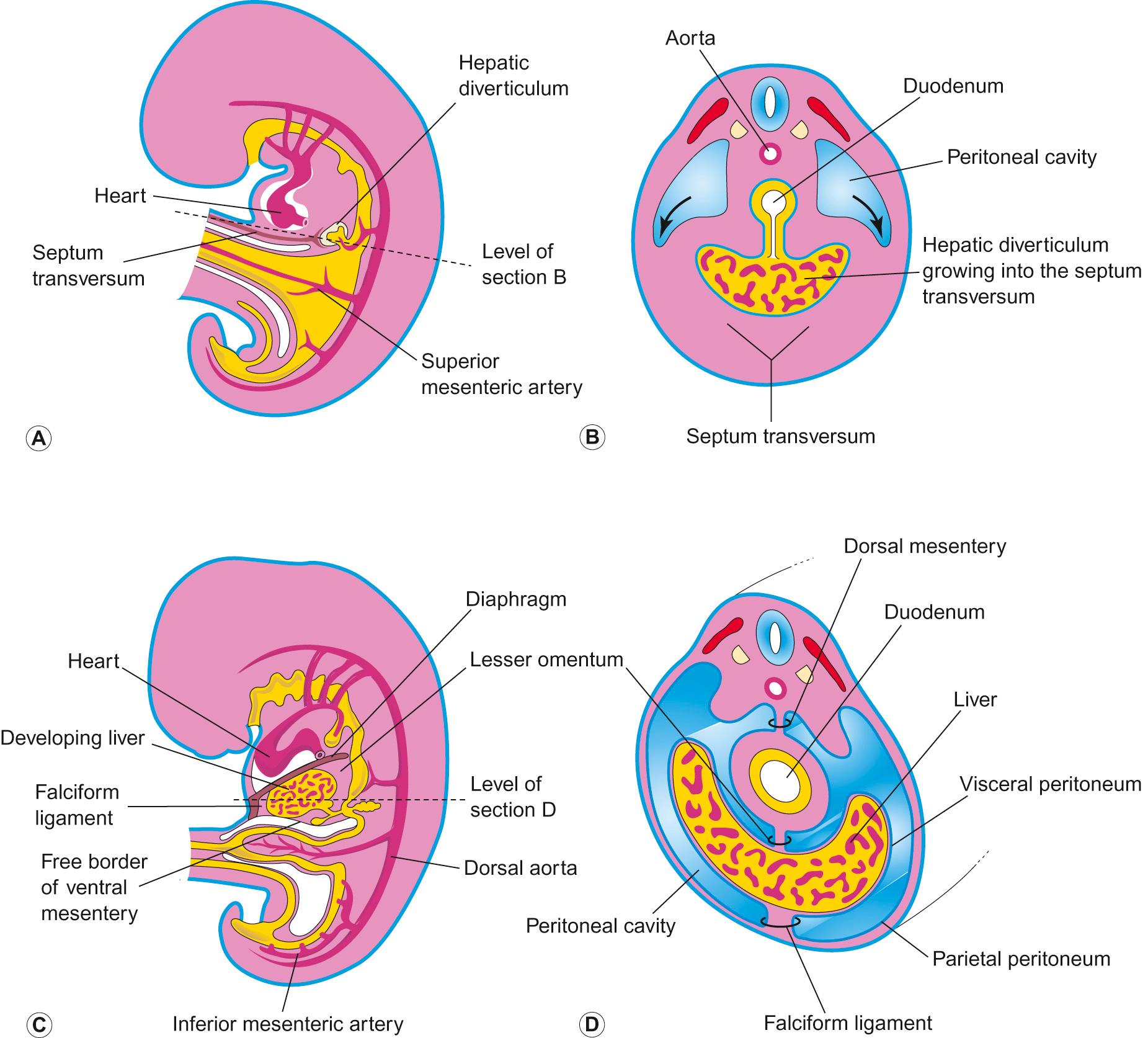 Fig. 21.2, Early development of the liver. A. Median section of a 4-week embryo. B. Transverse section of the embryo, showing expansion of the peritoneal cavity (arrows). C. Sagittal section of a 5-week embryo. D. Transverse section of the embryo after formation of the dorsal and ventral mesenteries.