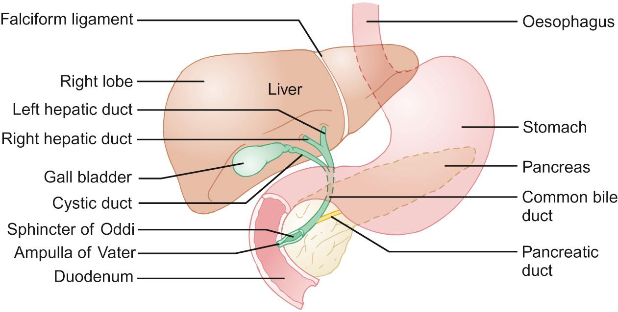 Fig. 21.3, Anatomy of the liver and biliary tree.