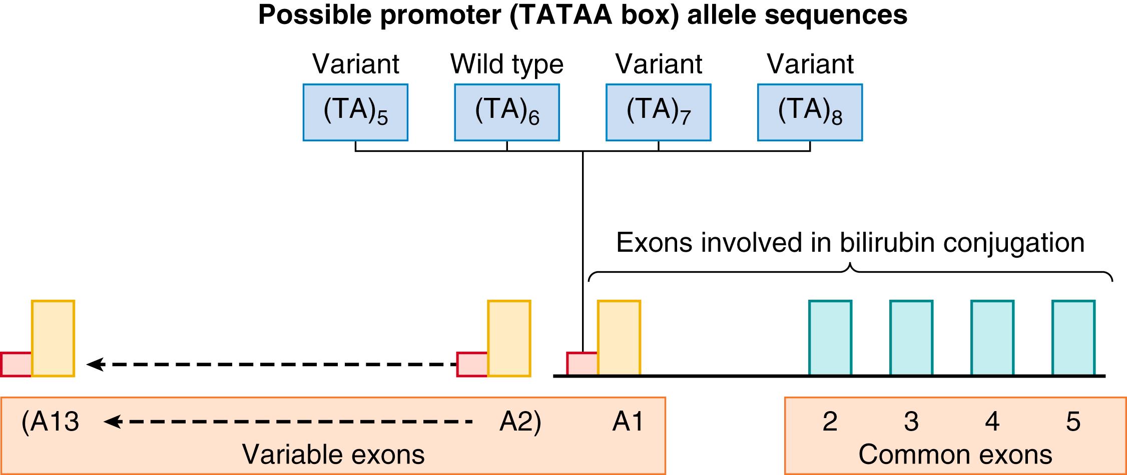 Fig. 91.4, Schematic representation of the genomic structure of the UGT1 gene complex. Variable exon 1A1 and common exons 2 to 5 of the gene complex are the sites encoding the bilirubin-conjugating enzyme, uridine diphosphate-glucuronosyltransferase. Variable exons 1A2 to 1A13 do not participate in bilirubin metabolism. Genetic mutations associated with absent or decreased enzyme activity, which cause deficiencies of bilirubin conjugation, have been localized to this variable exon 1A1, its promoter, or the common exons 2 to 5. The upper section of the diagram demonstrates the 1A1 promoter TATAA box possibilities. Varying combinations of the promoter alleles derive promoter genotypes, the most common of which are the wild type (TA) 6 /(TA) 6 , heterozygote (TA) 6 /(TA) 7 , and the variant homozygote form (TA) 7 /(TA) 7 .