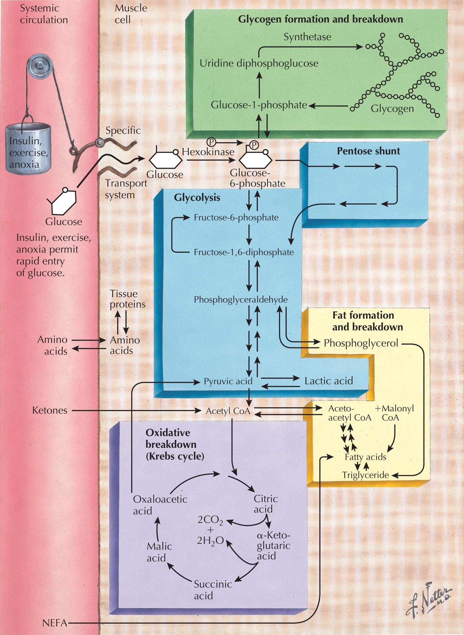 Fig. 70.4, Metabolism of the Muscle Cell.