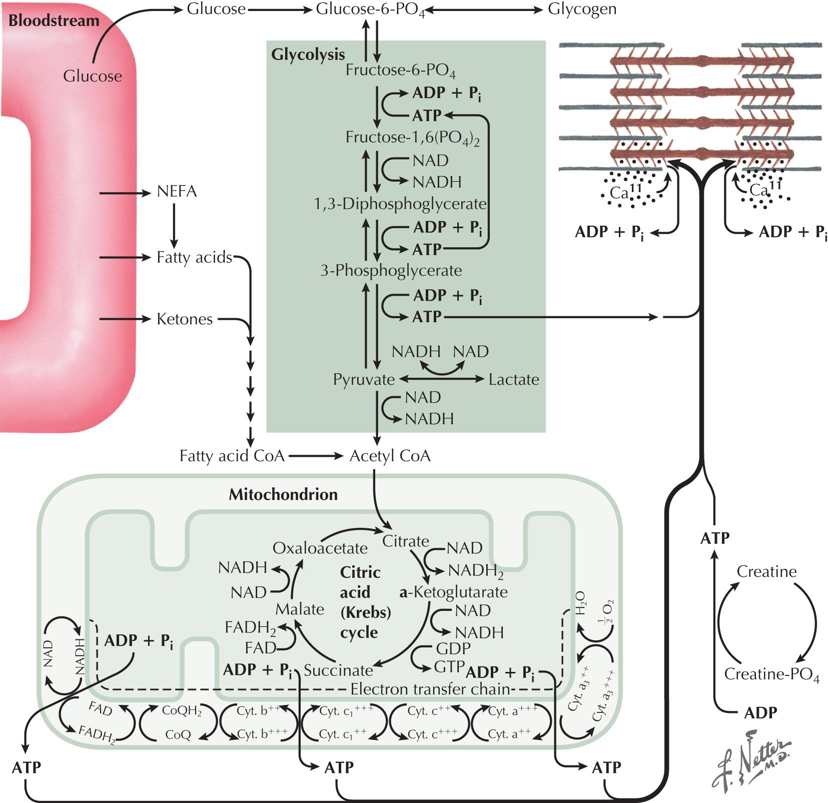 Fig. 70.5, Regeneration of ATP for Source of Energy in Muscle Contraction.