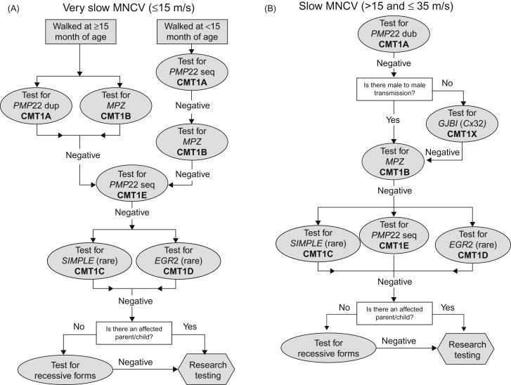 Figure 17.2, Algorithm for the genetic diagnosis of patients with Charcot-Marie-Tooth disease and very slow ( A ) or slow ( B ) upper extremity motor nerve conduction velocities. Dup, duplication; Seq, sequencing.