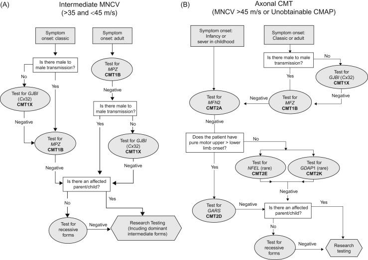 Figure 17.3, Algorithm for the genetic diagnosis of patients with Charcot-Marie-Tooth disease and intermediate ( A ) or normal ( B ) upper extremity motor nerve conduction velocities.