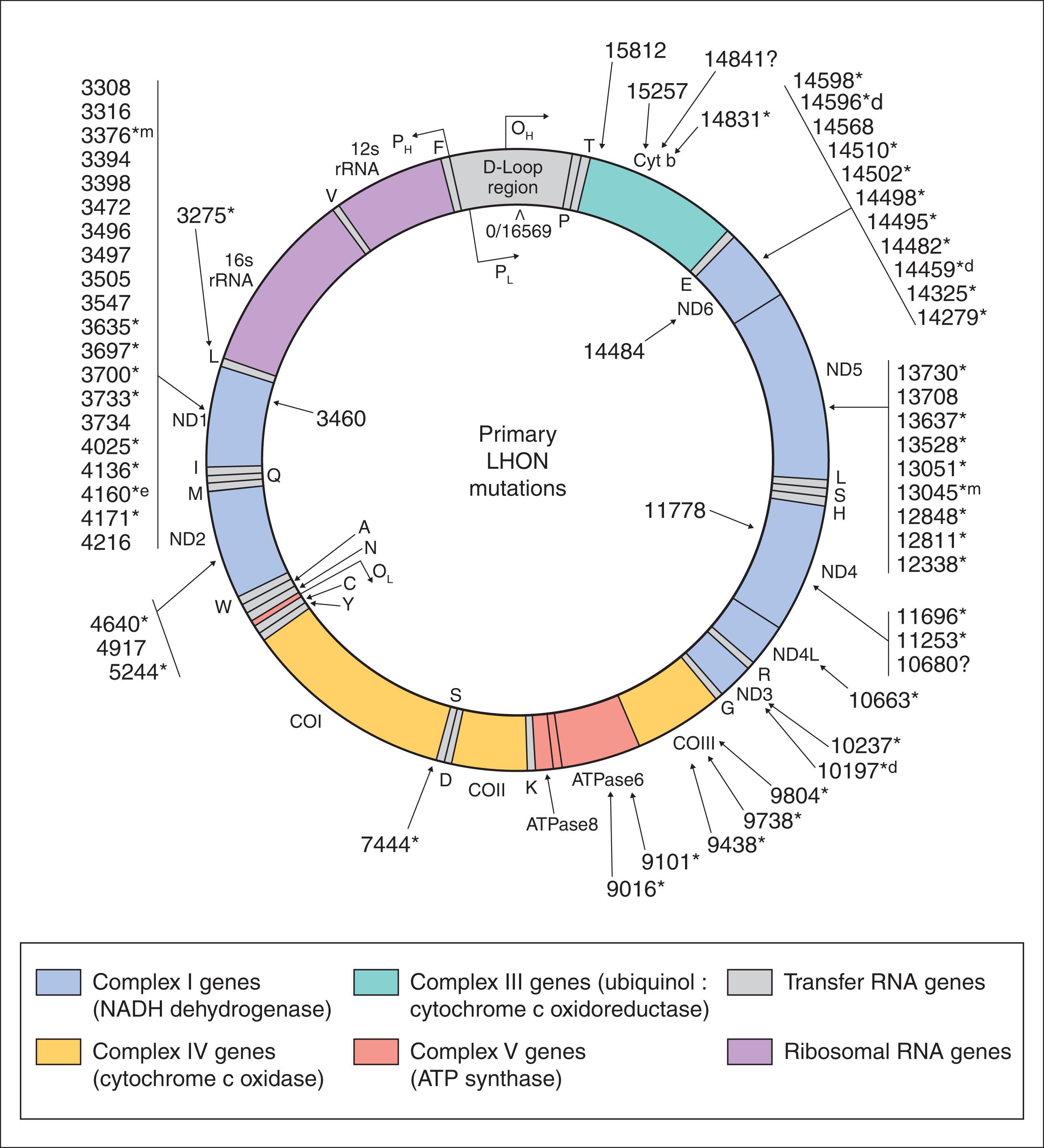 Fig. 54.2, Mitochondrial genome showing the point mutations associated with Leber hereditary optic neuropathy (LHON). More than 90% of all cases of LHON are associated with the three primary mutations located inside the genome (circle), and the other mutations are shown outside the genome. These other mutations vary markedly in their prevalence, degree of evolutionary conservation of the encoded amino acids altered, and frequency among controls. Mutations marked * may be primary, but they each account for only one or a few pedigrees worldwide. Mutations marked *d are primary mutations associated with LHON and dystonia. Mutations marked *m are primary mutations associated with MELAS. Mutations marked *e are primary mutations associated with LHON and encephalopathy.