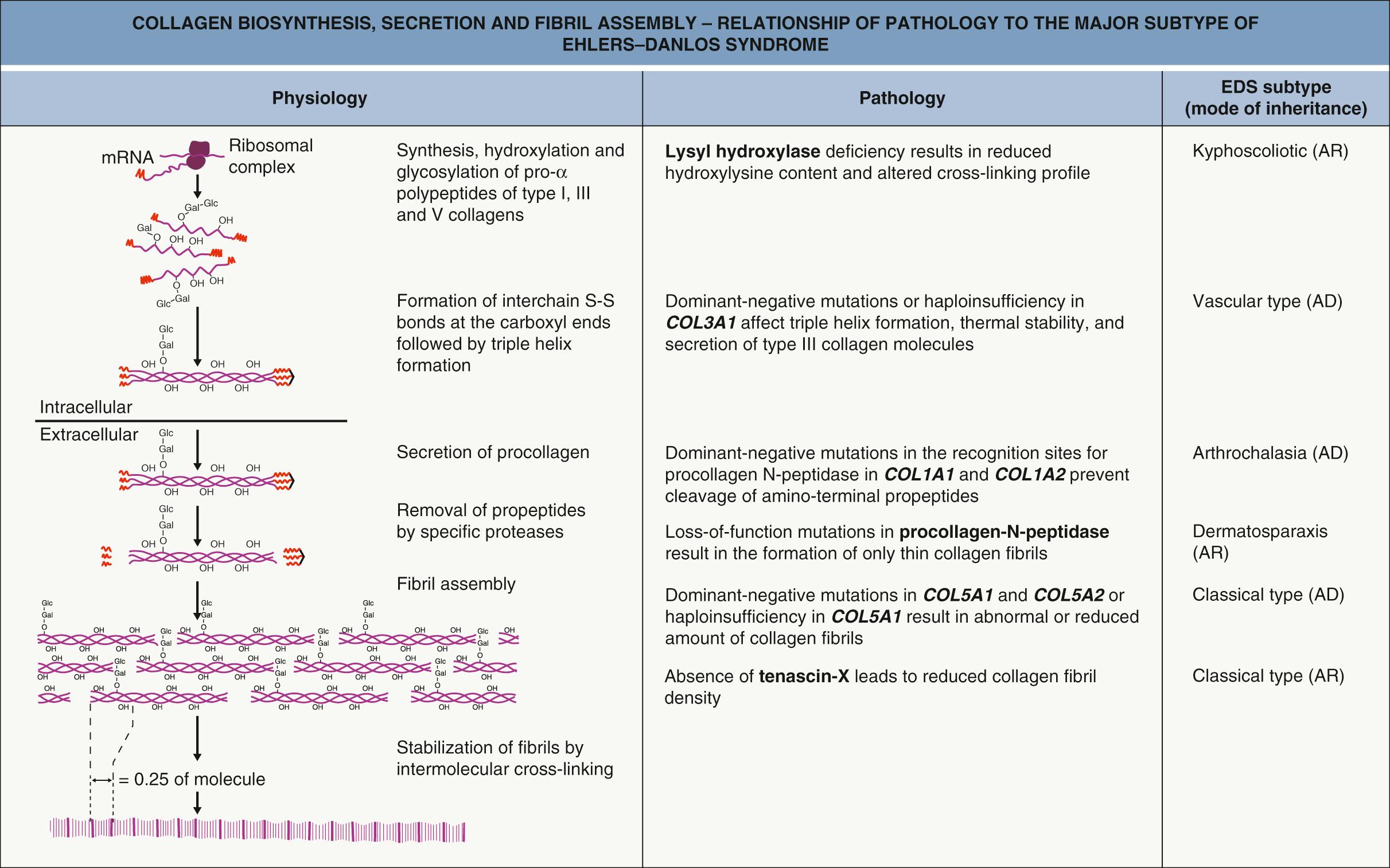 Fig. 97.1, Collagen biosynthesis, secretion and fibril assembly – relationship of pathology to the major subtype of Ehlers–Danlos syndrome.