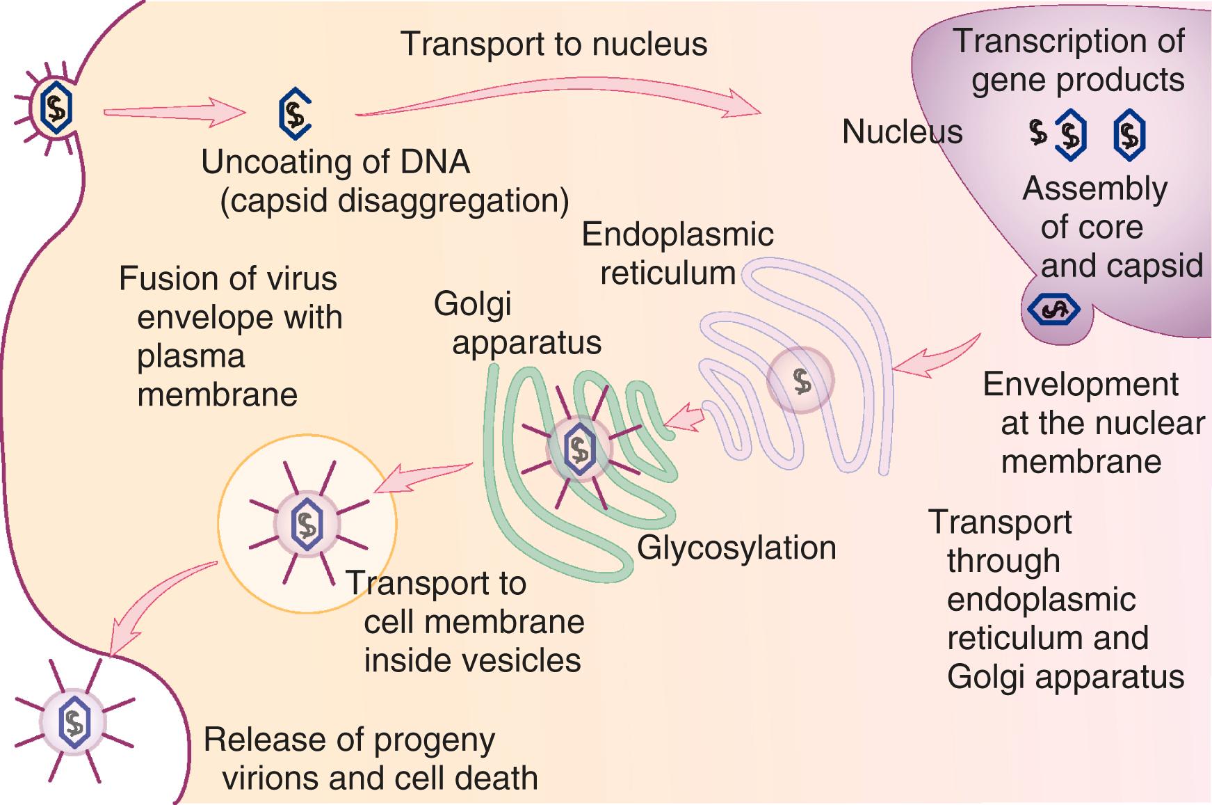 E-FIGURE 345-2, Schematic diagram of replication of herpes simplex virus.