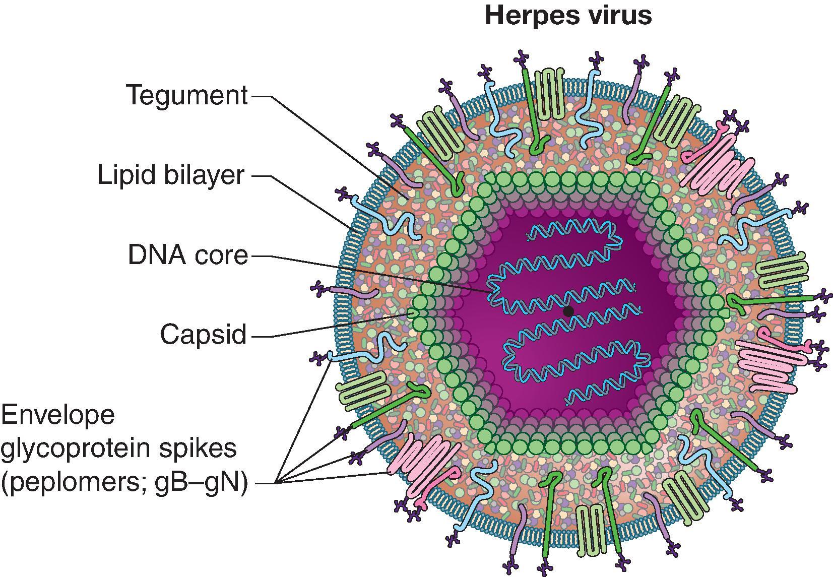 Fig. 30.1, Herpes simplex virus structure.