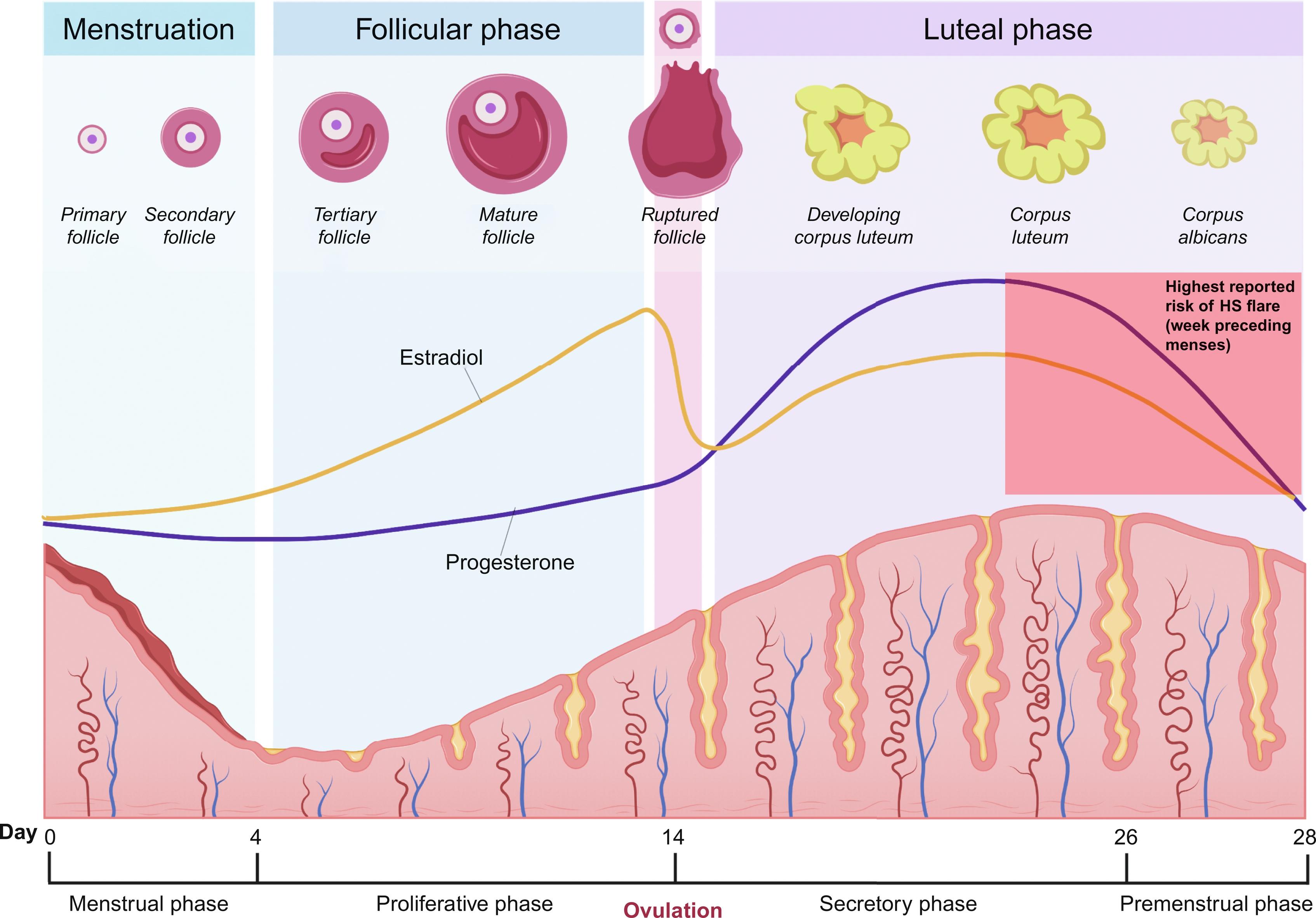 Fig. 31.1, Phases of the Menstrual Cycle.