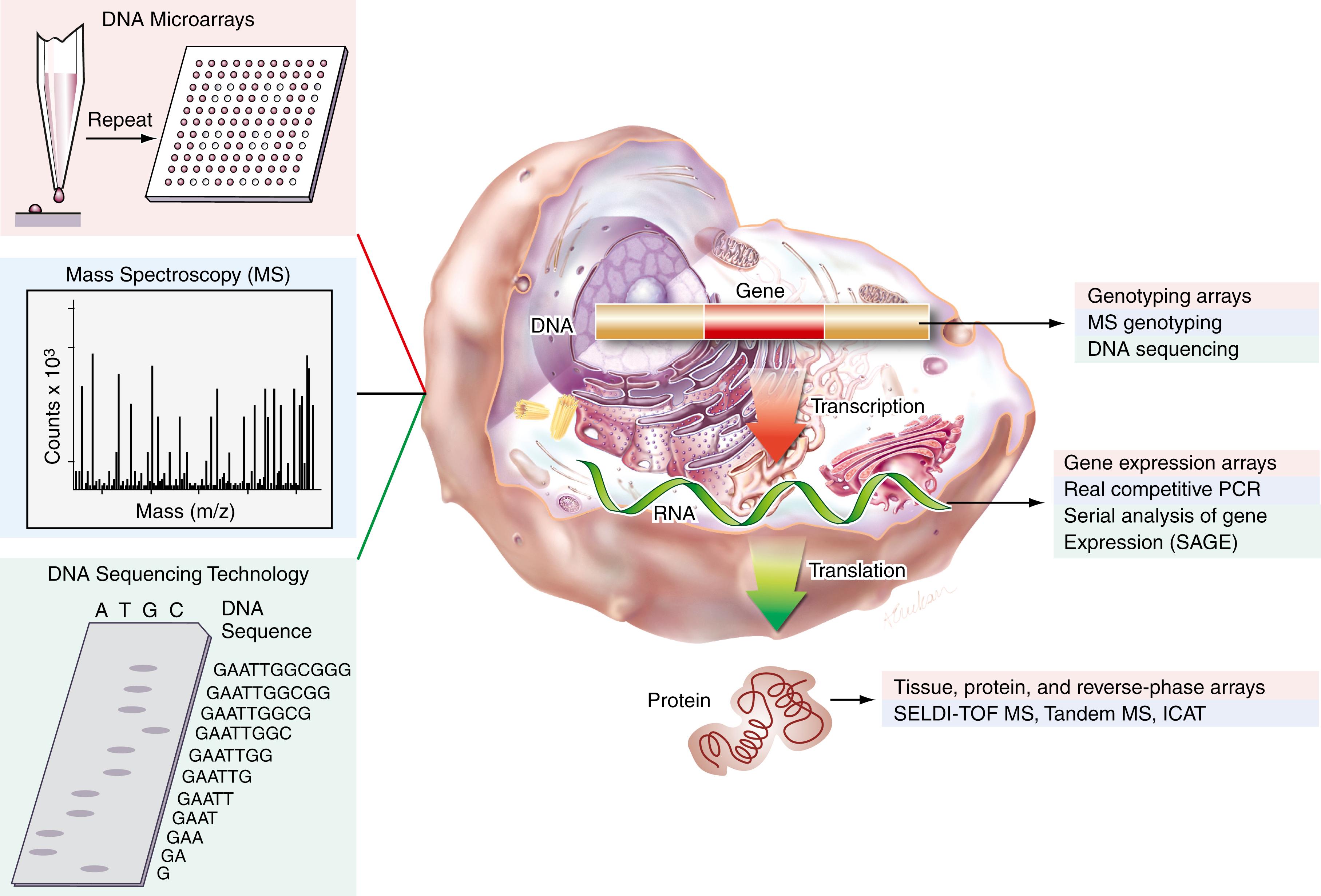 Figure 80.1, High-throughput platforms and the central dogma of biology. The three major technologies responsible for rapid analysis of biological systems include mass spectrometry, sequencing, and microarrays. Examples of each technology have been listed as applied to each broad stage of biological information, that is, DNA, RNA, and protein. ICAT, Isotope-coded affinity tags; m/z, mass-to-charge ratio; MS, mass spectroscopy; SELDI-TOF-MS, surface-enhanced laser desorption ionization, time-of-flight mass spectroscopy.