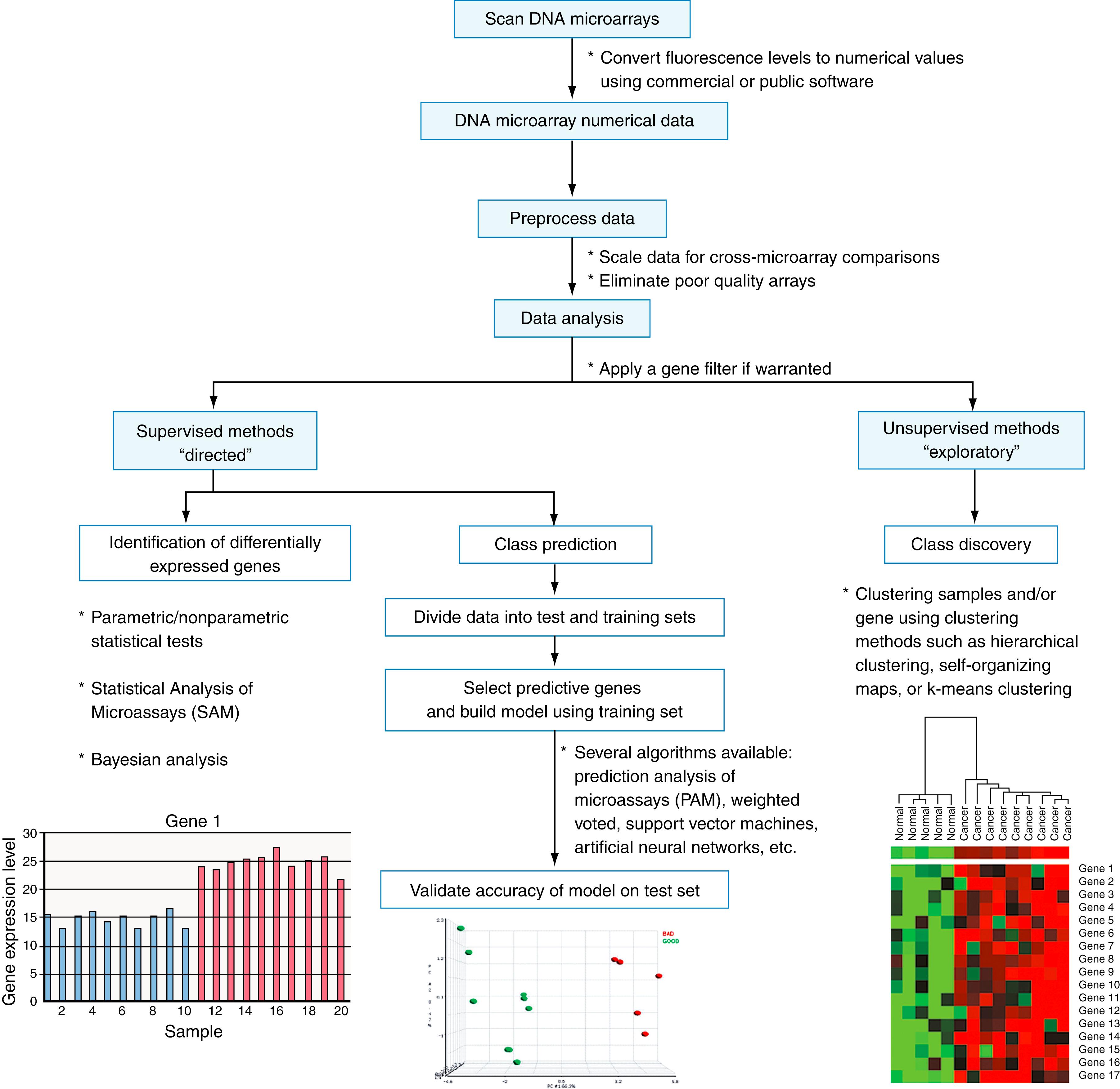 Figure 80.3, Analysis of DNA microarray data. The schematic diagram outlines the various steps required in the analysis of DNA microarray data. Image files are converted to numeric values; normalized, poor-quality arrays are removed from the analysis; and genes that are not accurately detected by the array and genes that show little variation across samples are filtered out. Downstream computational and statistical analysis of the data can be divided into two categories: supervised and unsupervised methods. Supervised methods, such as class prediction algorithms , use predefined groups of samples to identify genes that can distinguish between groups and can accurately classify unknown samples. Unsupervised methods, also known as class discovery methods , try to find previously unknown classes, such as novel cancer subtypes, within a data set.