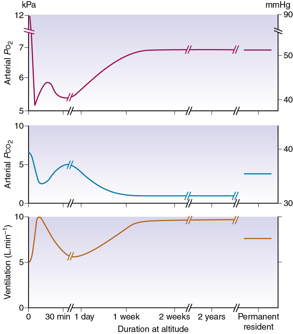 • Fig. 16.3, Effects of prolonged hypoxia (equivalent to 4300 m, 14 100 ft) on ventilation and blood gases. The first section of the graph shows the acute hypoxic response and hypoxic ventilatory decline described in Chapter 4 . Acclimatization then takes place, partially restoring P o 2 by means of long-term hyperventilation and hypocapnia, a situation that is maintained indefinitely while remaining at altitude. Individuals who reside throughout life at this altitude maintain similar P o 2 values with lesser degrees of hyperventilation, but still have a minute ventilation greater than sea level normal.