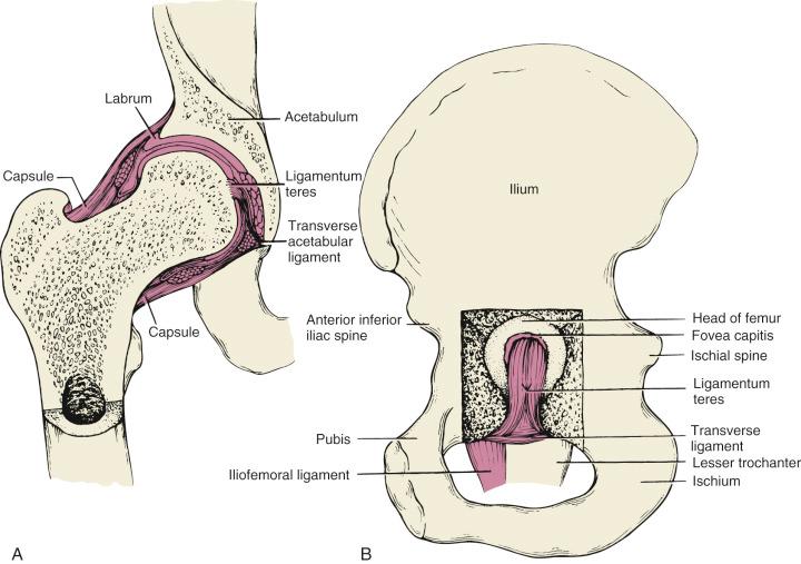 Fig. 52.1, (A and B) Schematic representation of the relationship of the femoral head, labrum, and acetabulum. The labrum extends beyond the equator of the femoral head, producing excellent joint stability.