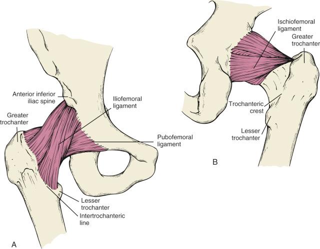 Fig. 52.2, (A and B) Ligamentous condensation around the hip capsule supplements hip stability and blocks pathologic motion.