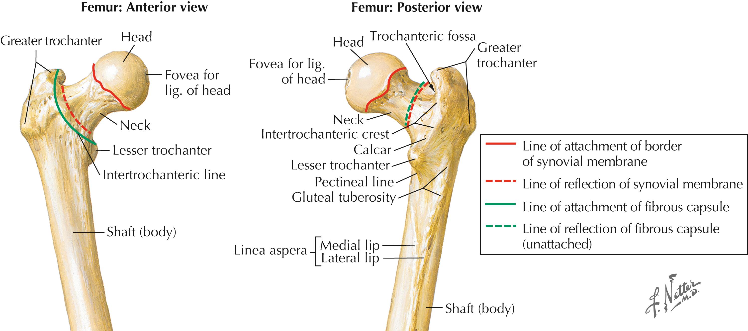 Figure 6-2, Femur.