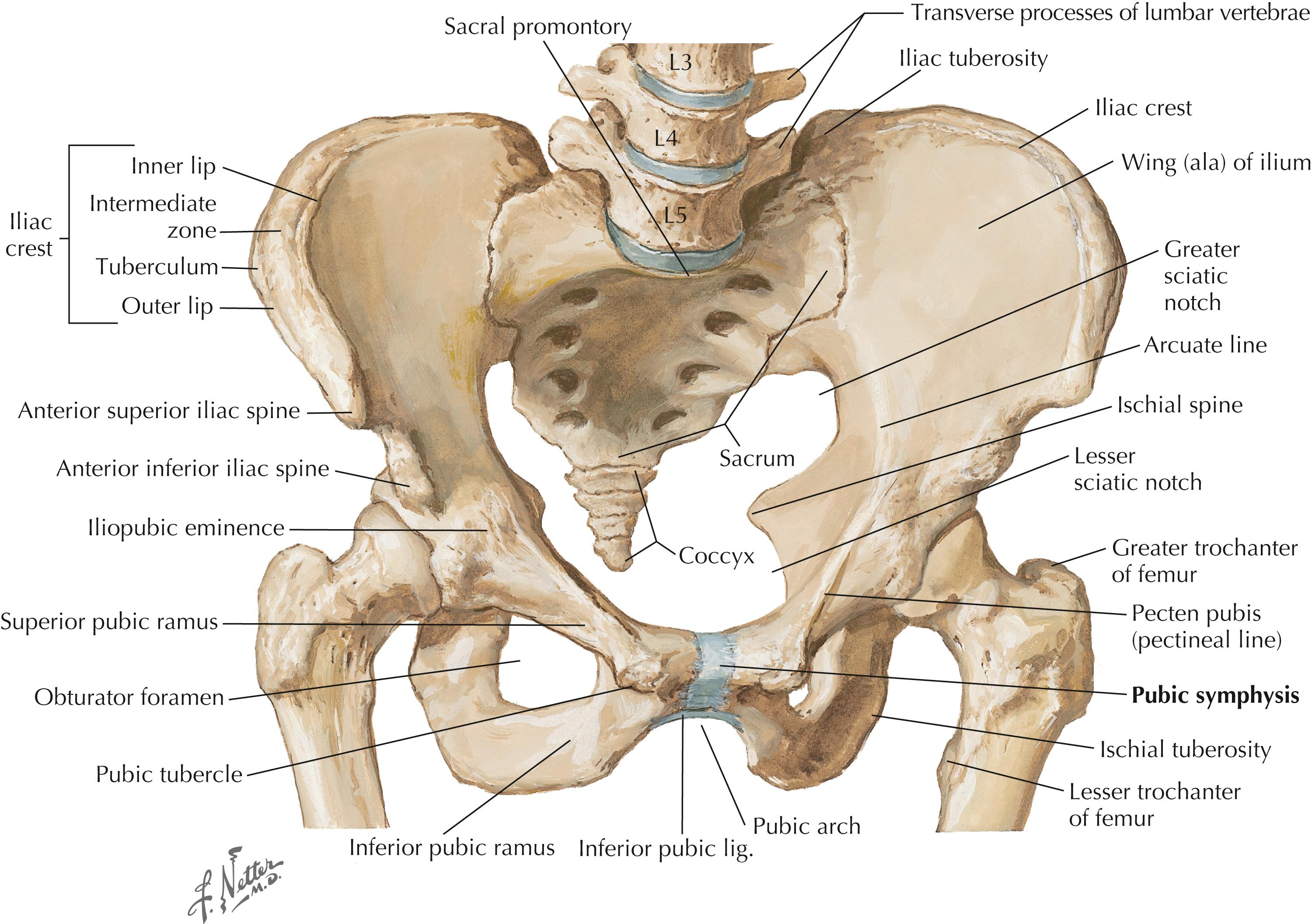 Figure 6-3, Hip and pelvis joints.