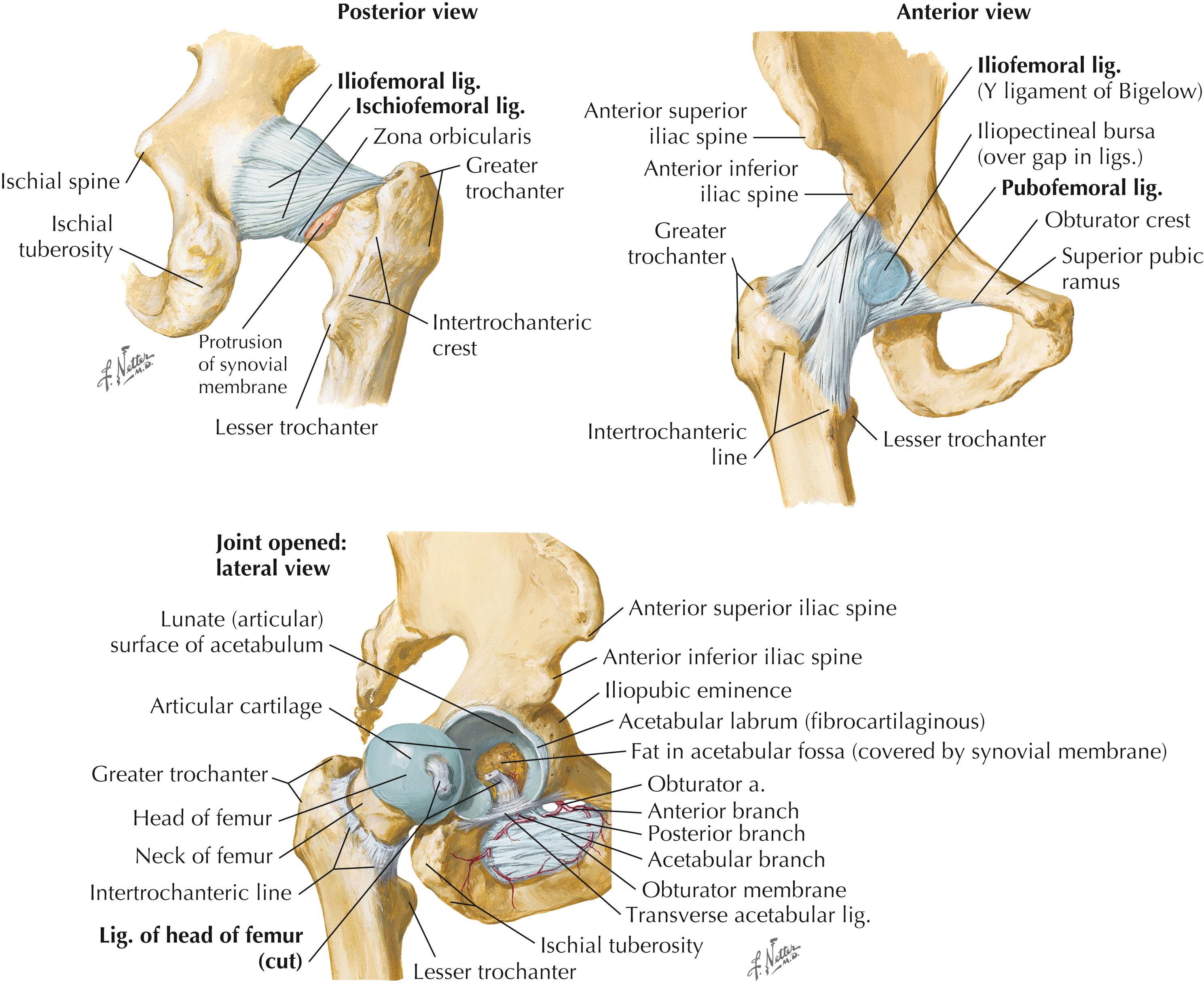 Figure 6-4, Ligaments of the hip and pelvis.