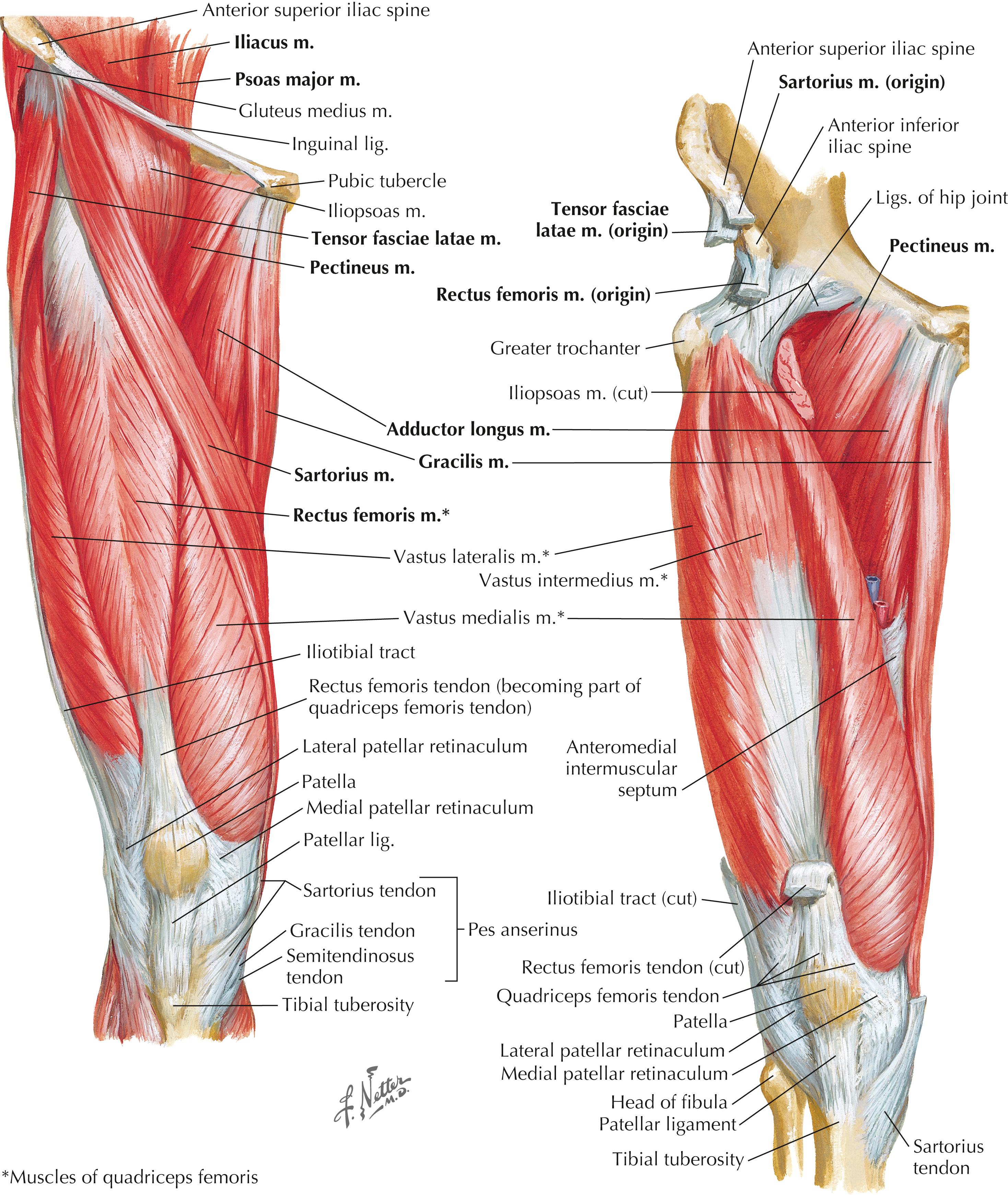 Figure 6-6, Muscles of thigh: anterior view.